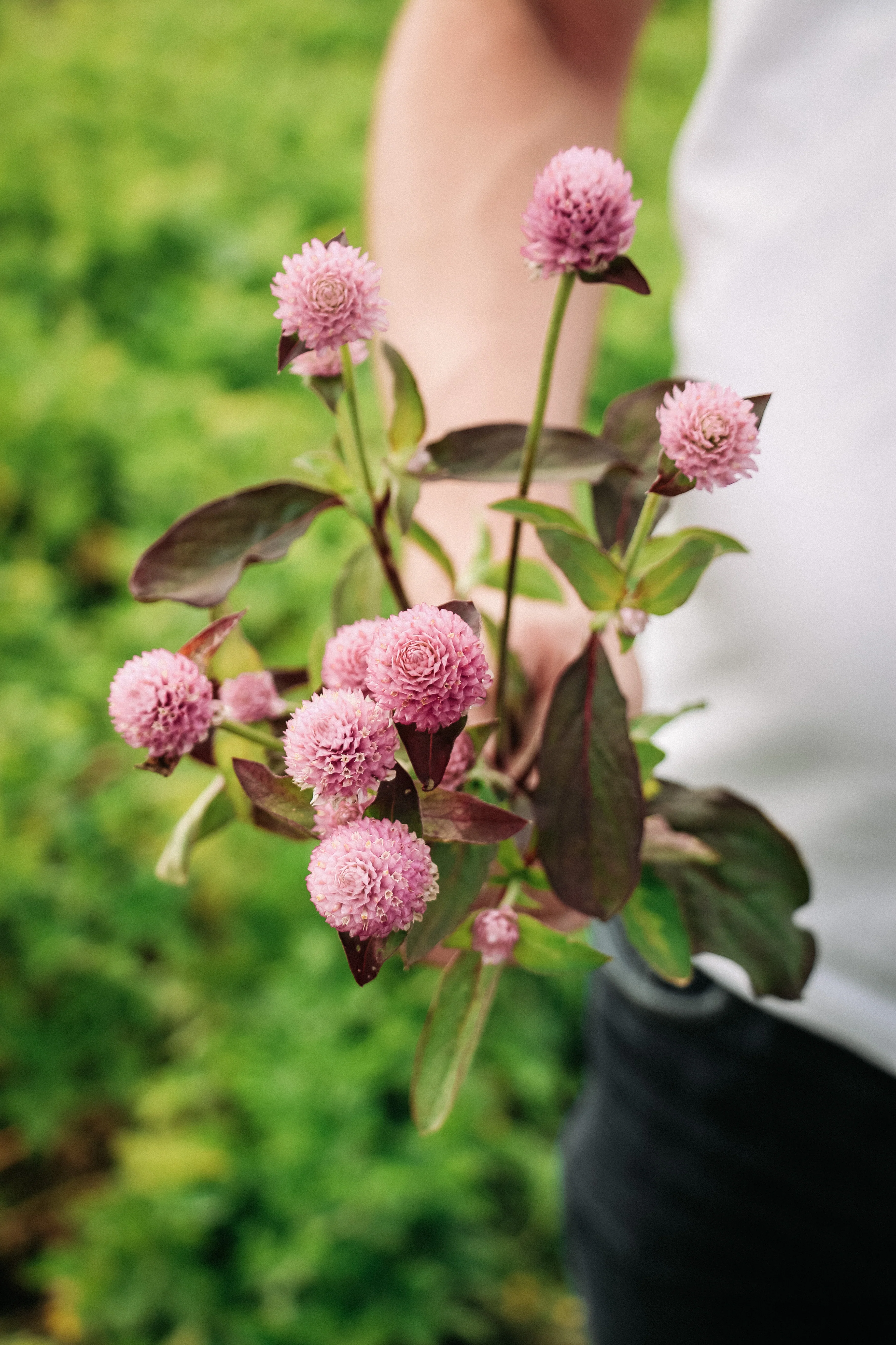 Gomphrena globosa 'qis pink'