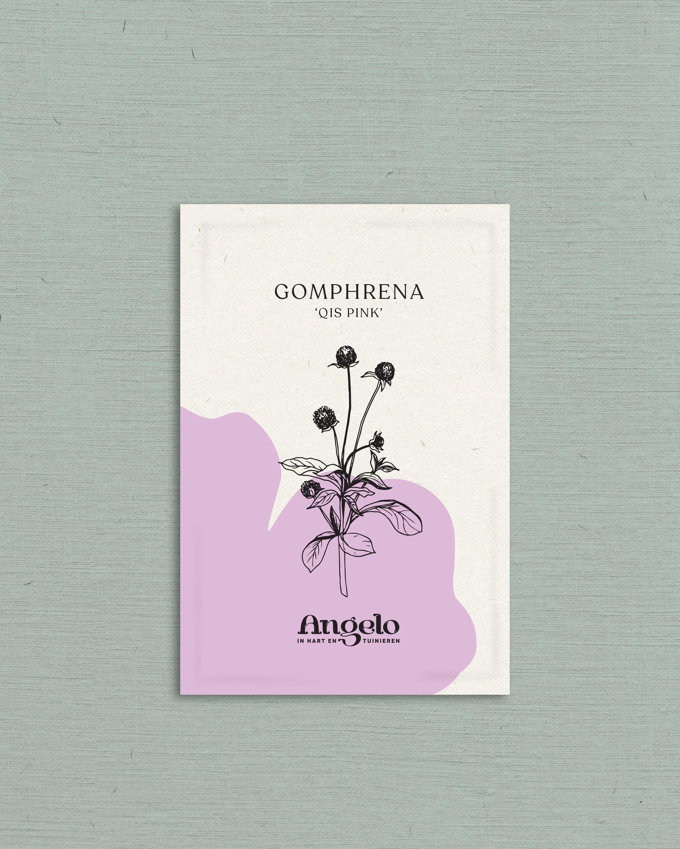 Gomphrena globosa 'qis pink' - Image 2