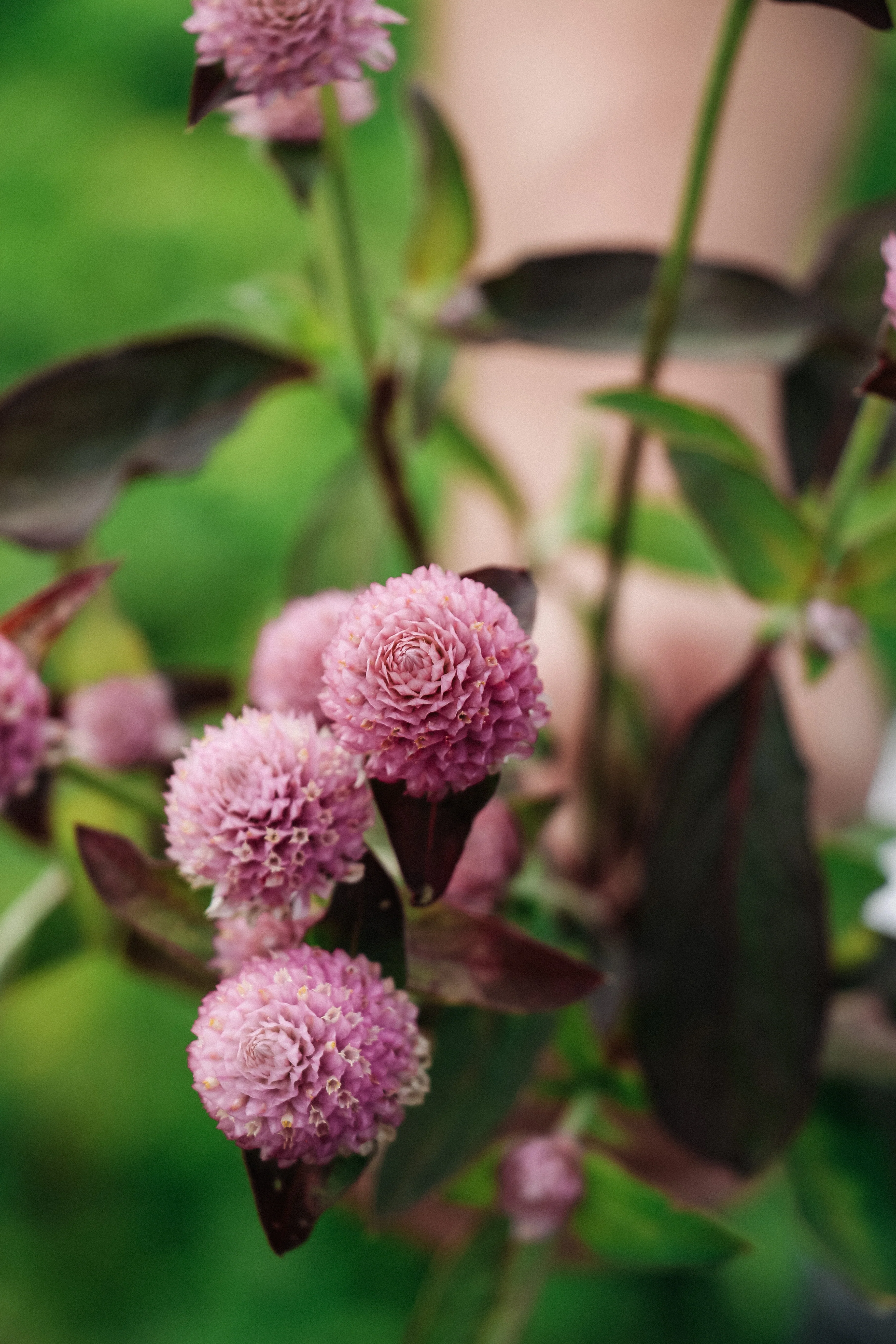 Gomphrena globosa 'qis pink' - Image 3