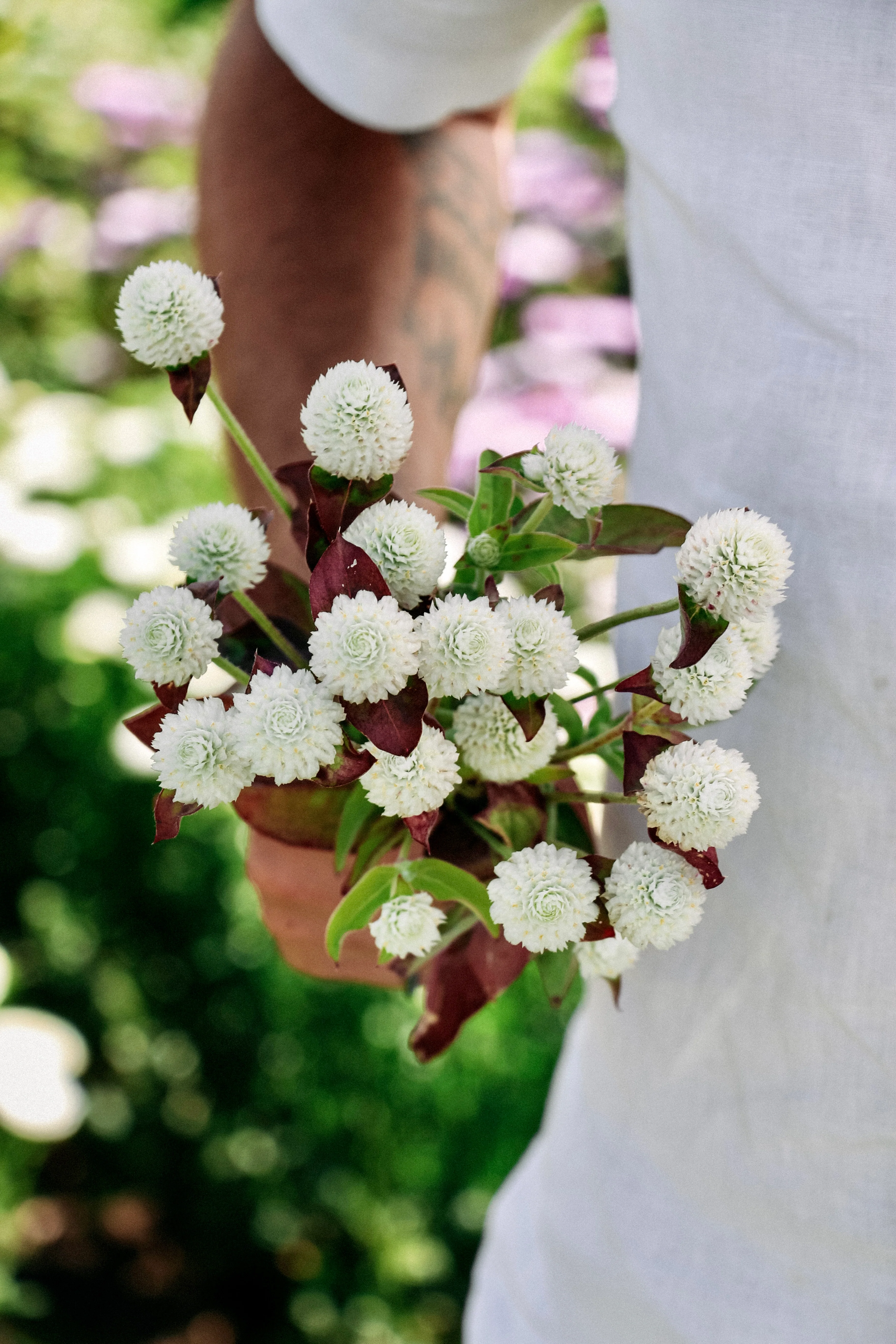 Gomphrena globosa 'White'