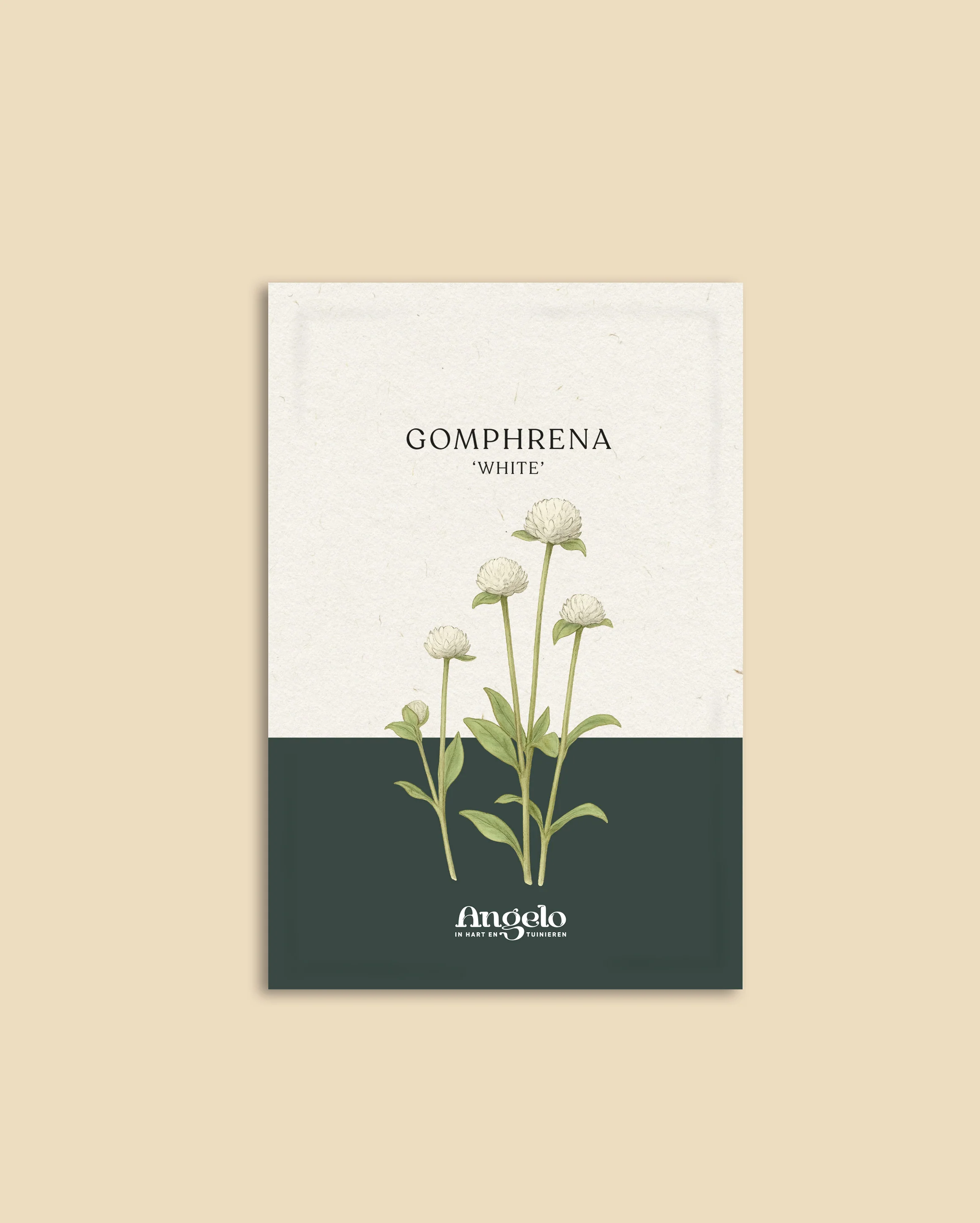 Gomphrena globosa 'White' - Image 2