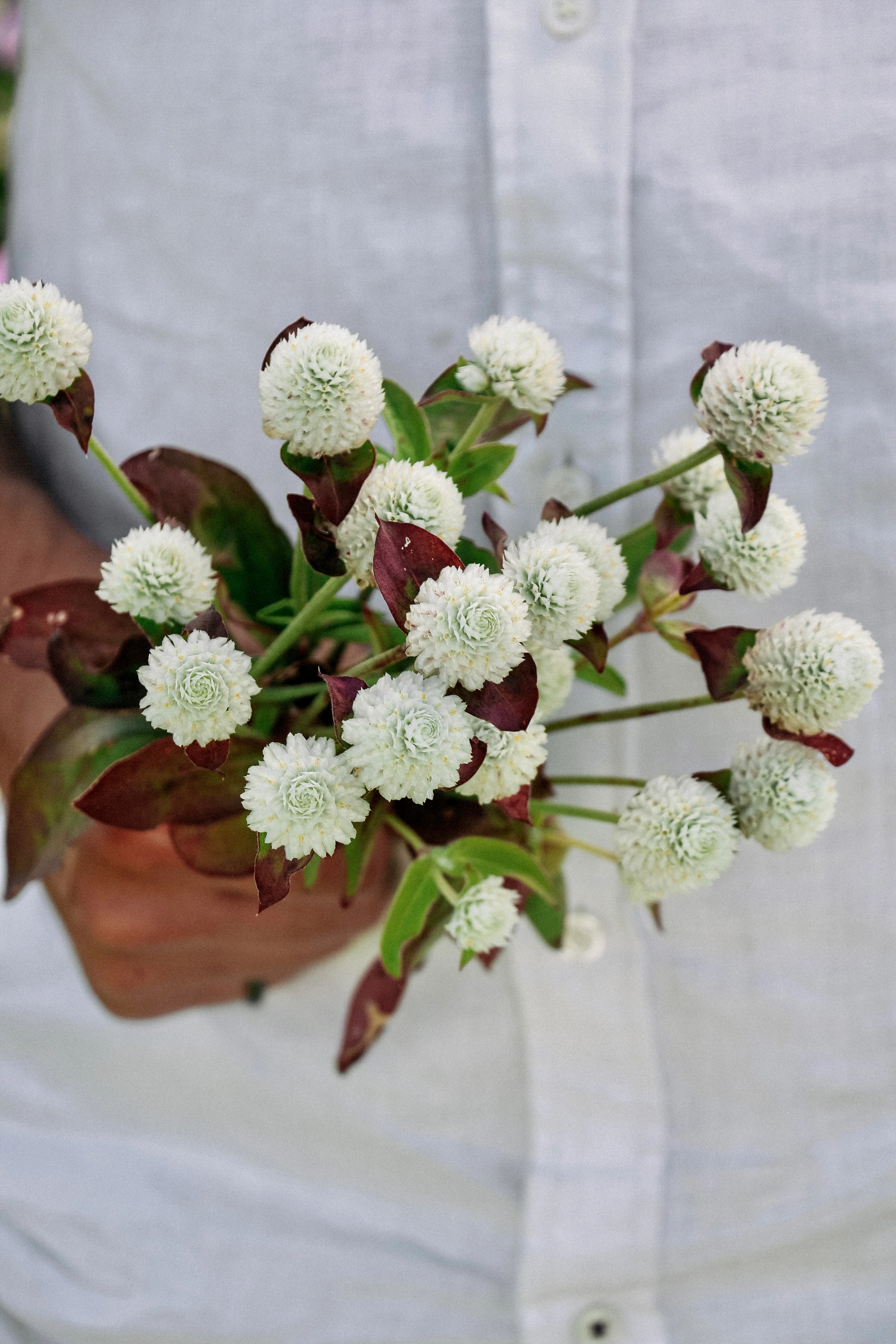 Gomphrena globosa 'White' - Image 3