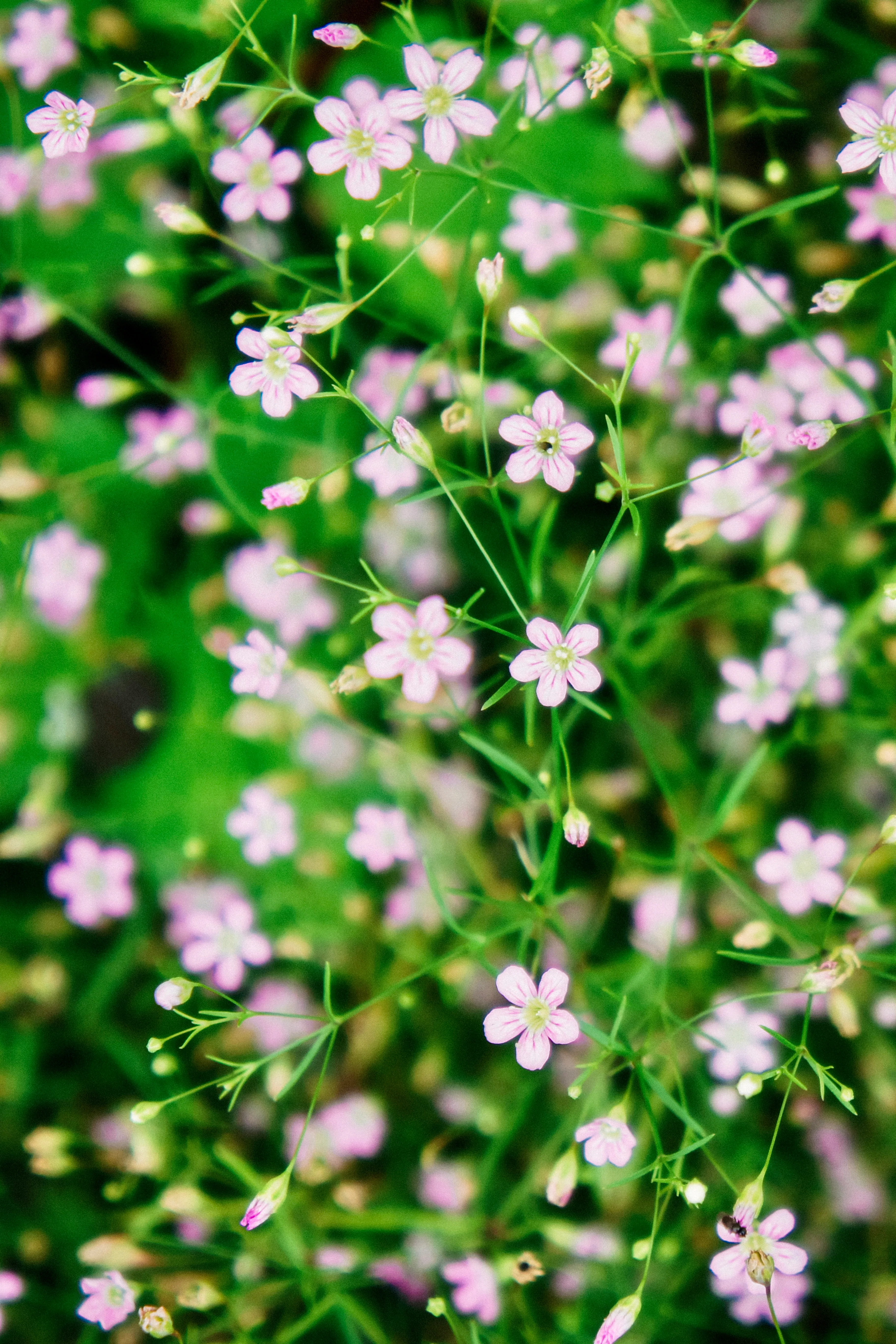 Gypsophila elegans 'Rosea'