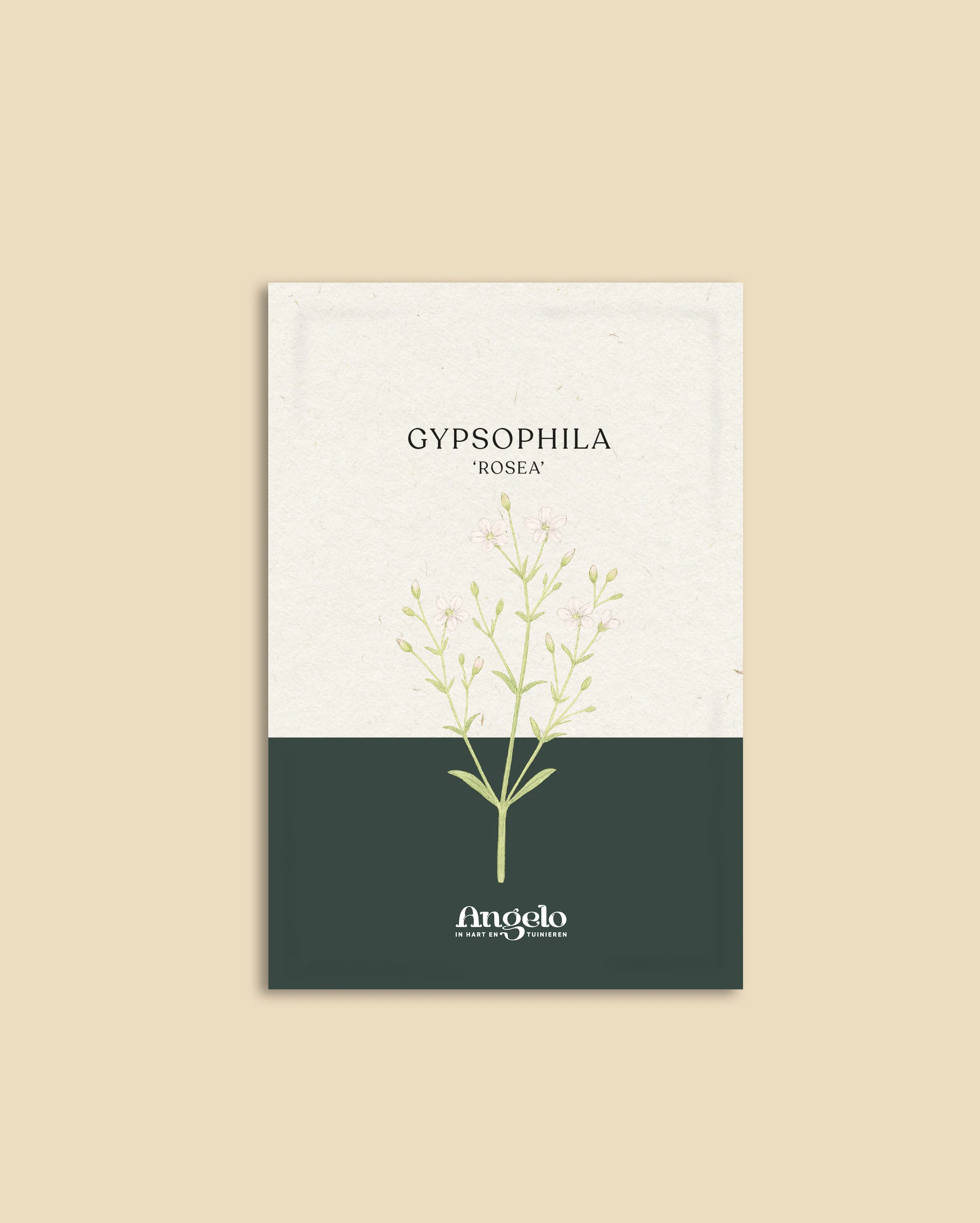 Gypsophila elegans 'Rosea' - Image 2