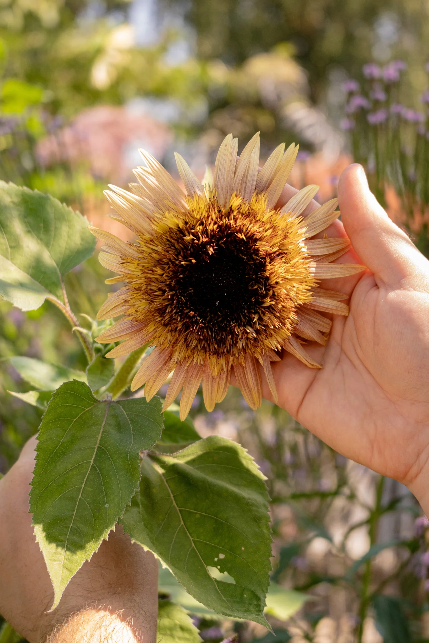 Helianthus annuus 'Astra Rose Cream' - Image 3