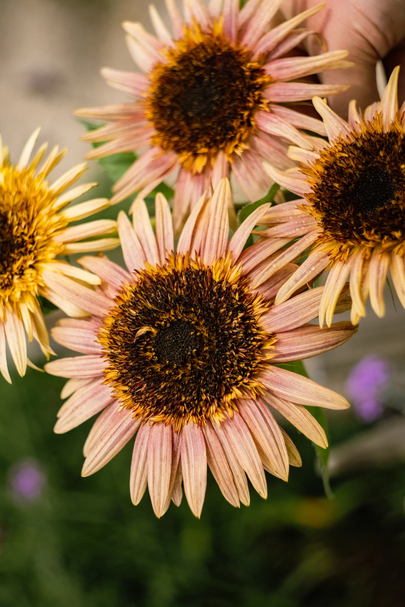 Helianthus annuus 'Astra Rose Cream' - Image 4