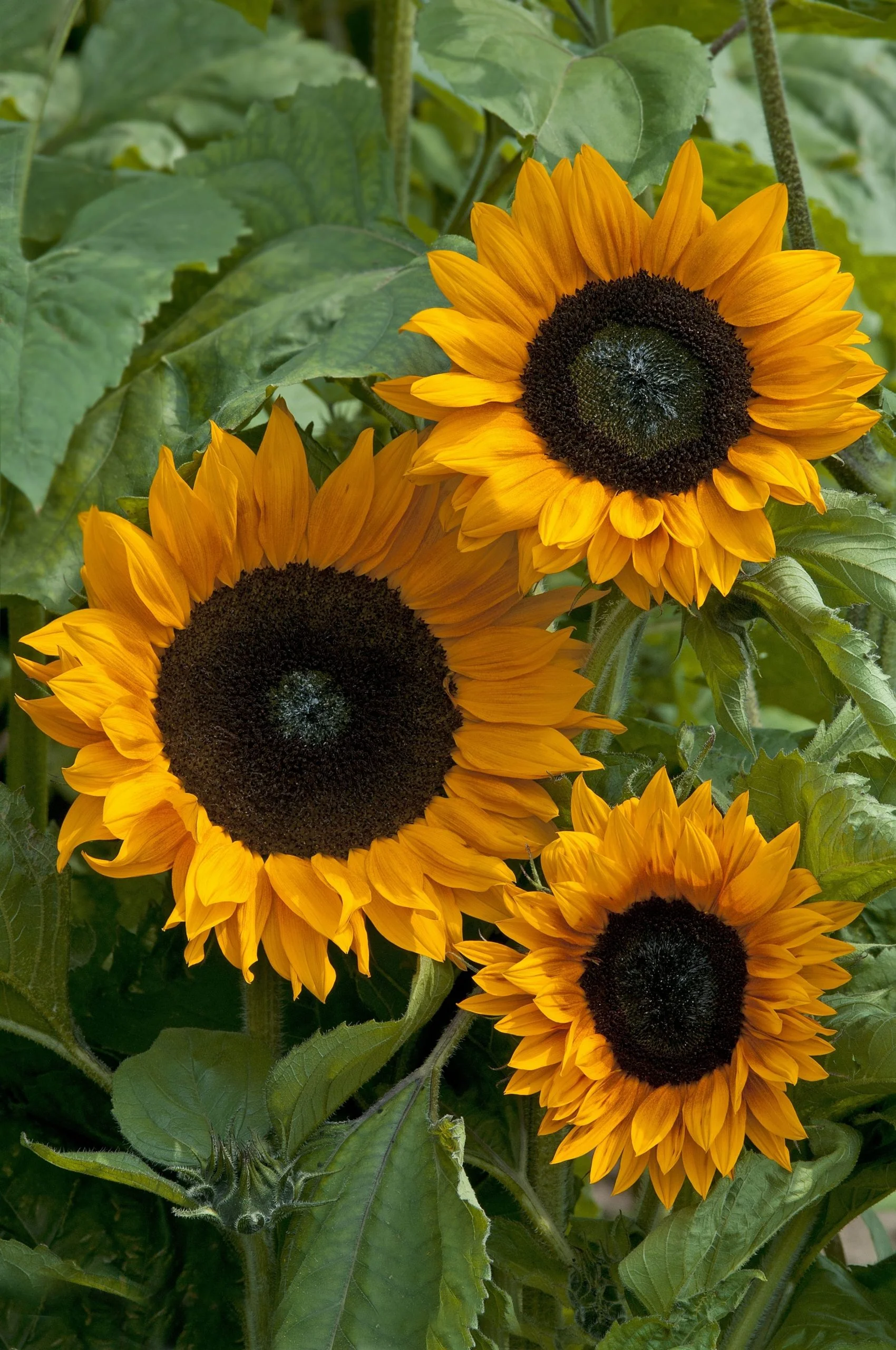 Helianthus annuus 'copper queen'