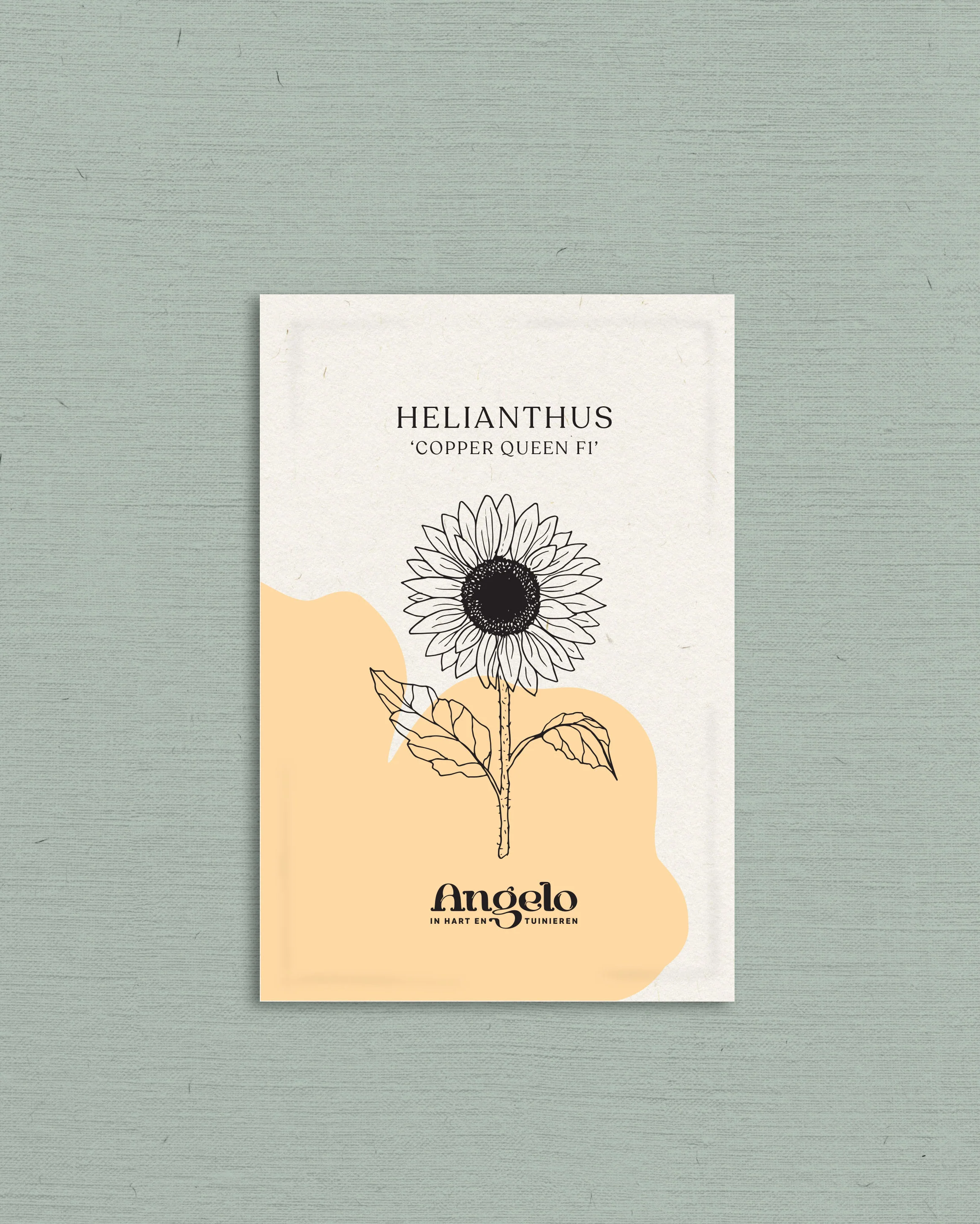 Helianthus annuus 'copper queen' - Image 2