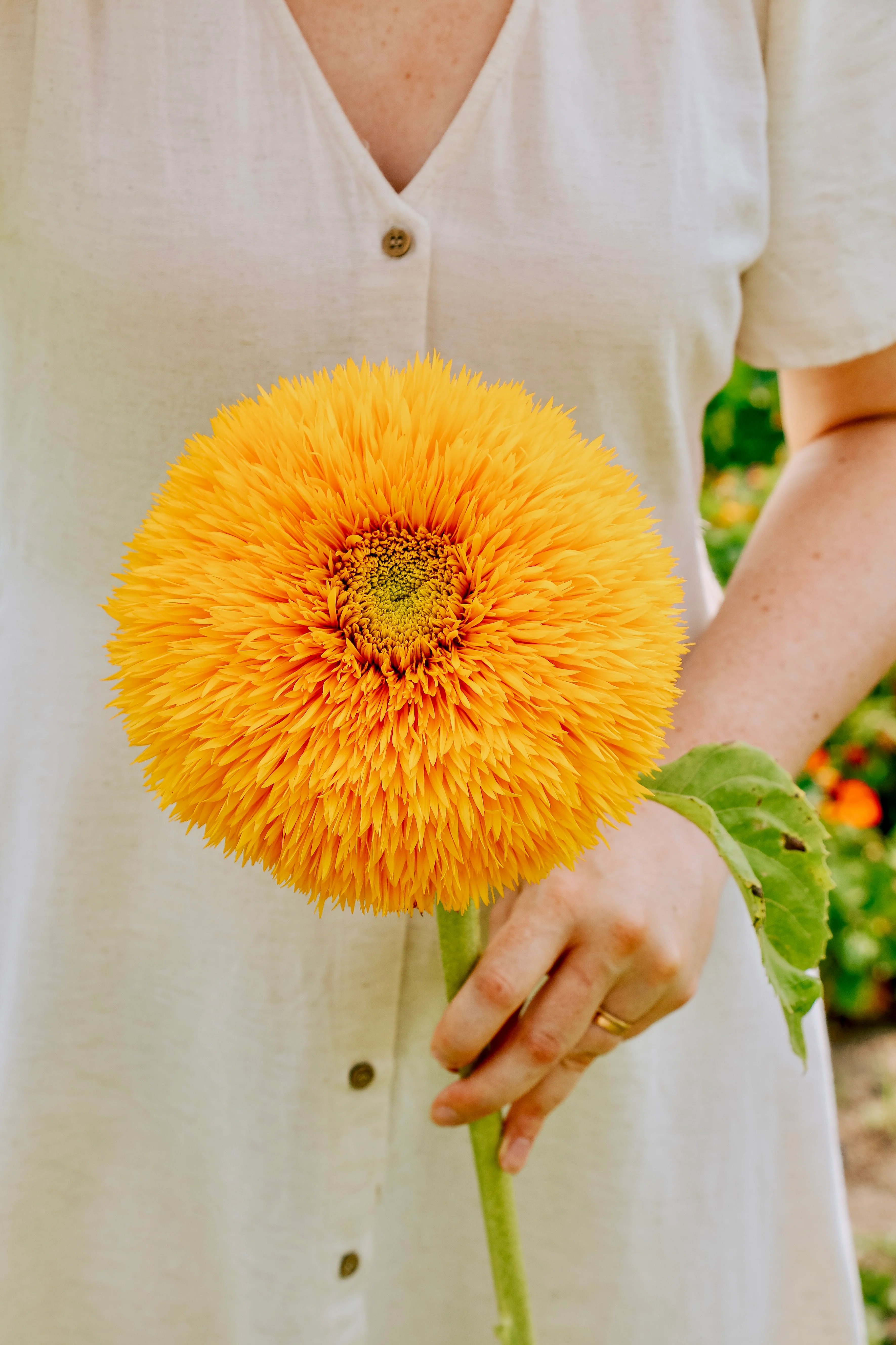 Helianthus annuus 'Double Sunking'