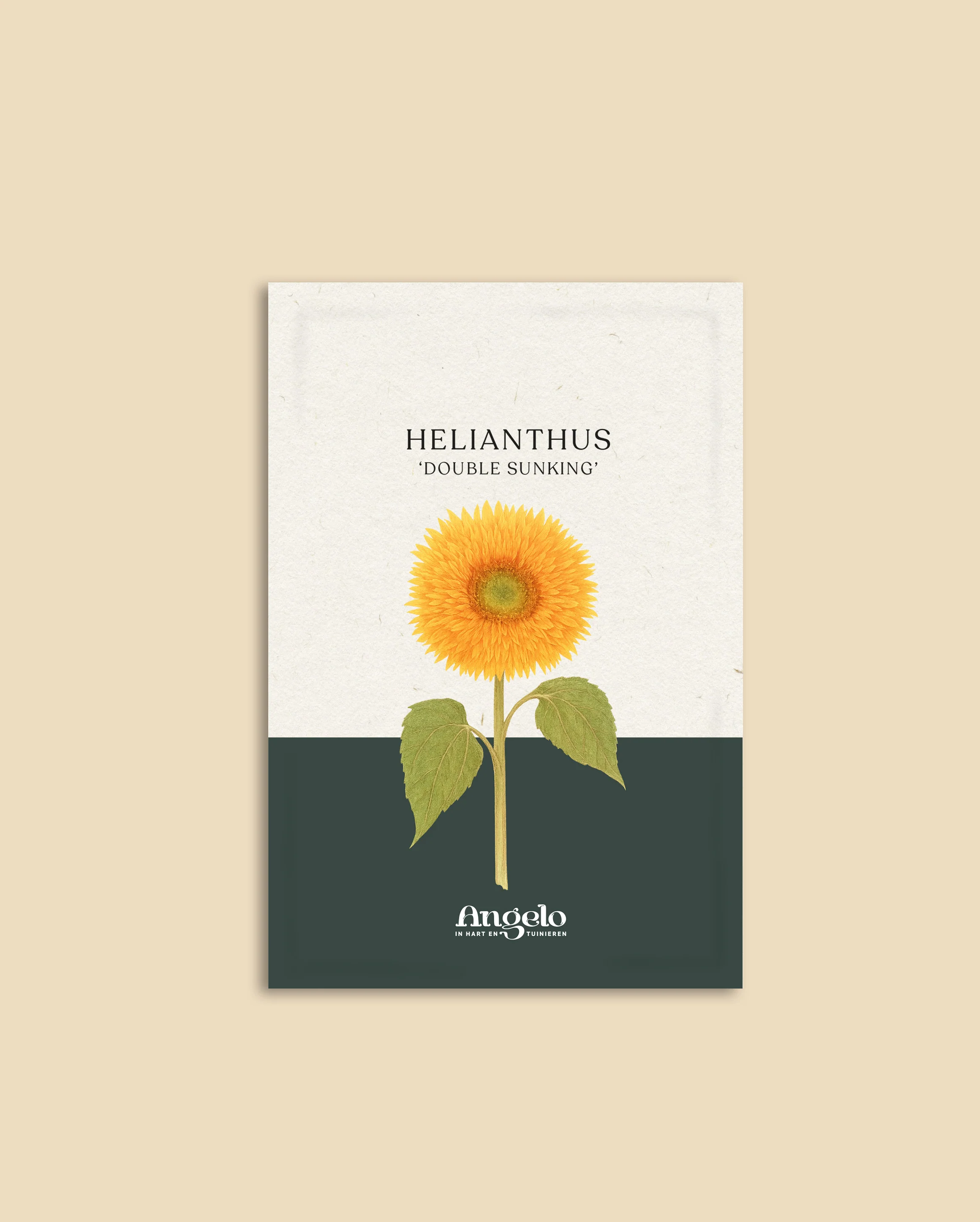 Helianthus annuus 'Double Sunking' - Image 2