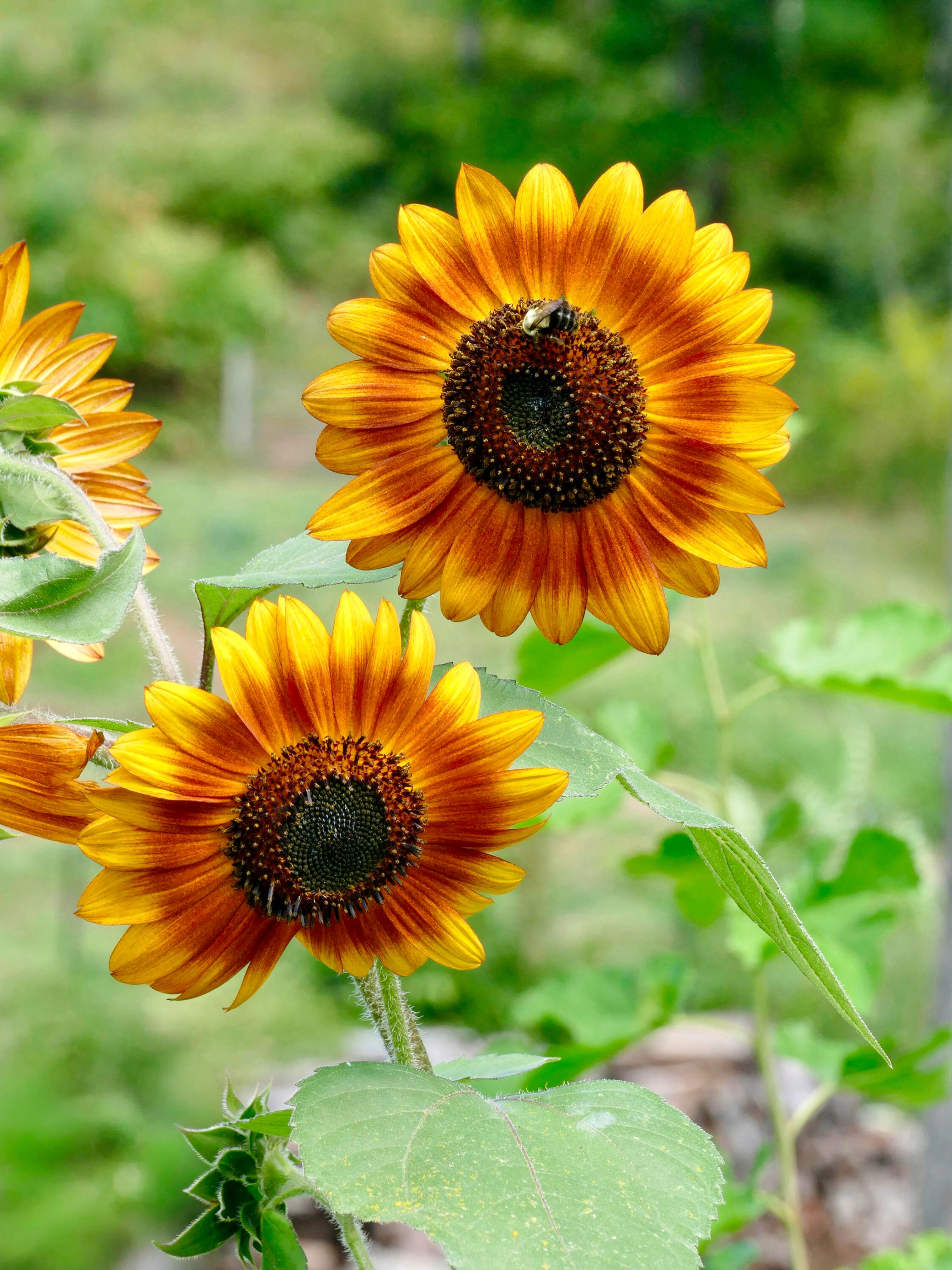 Helianthus annuus 'La Torre Mix'