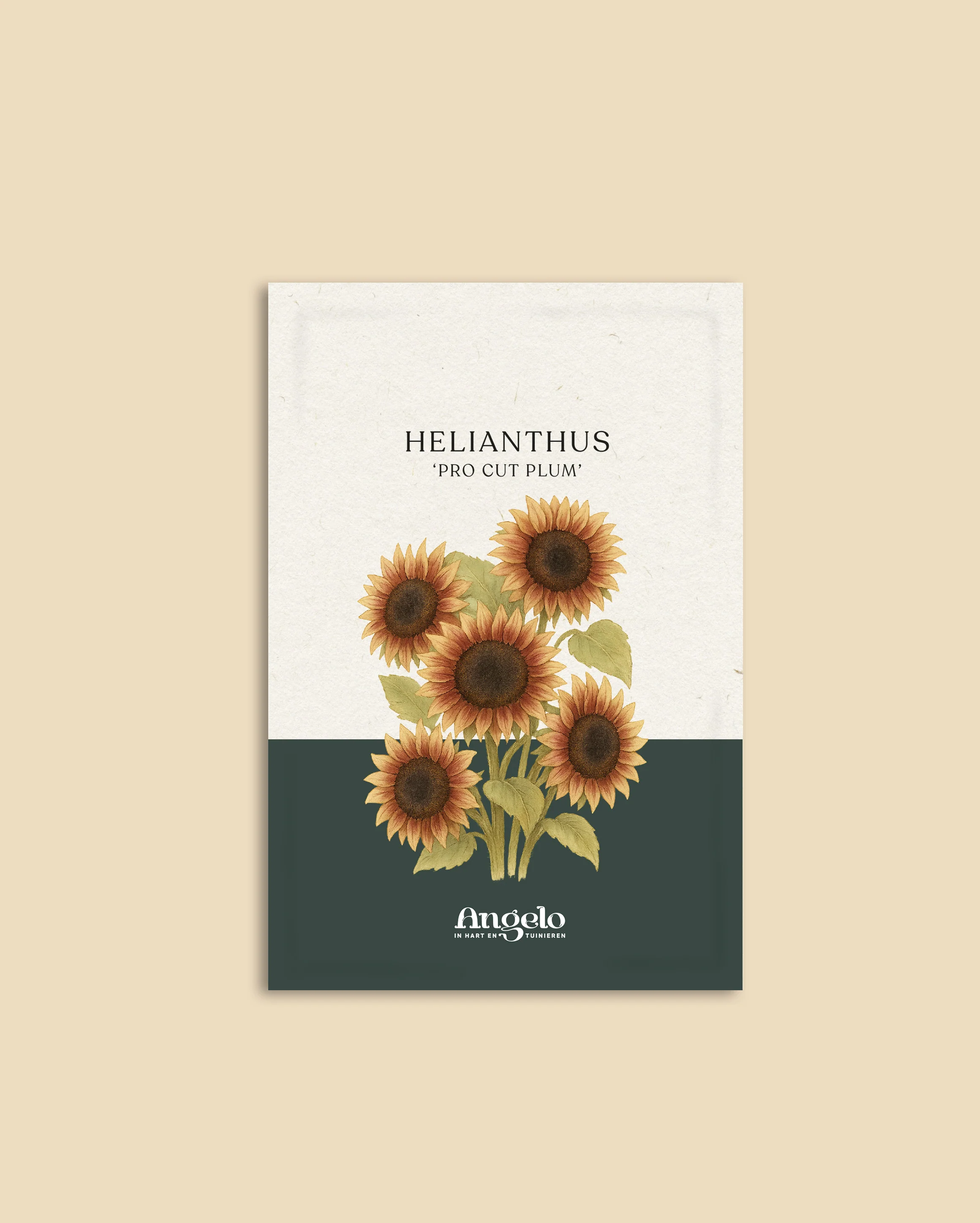 Helianthus annuus 'Pro Cut Plum' - Image 2
