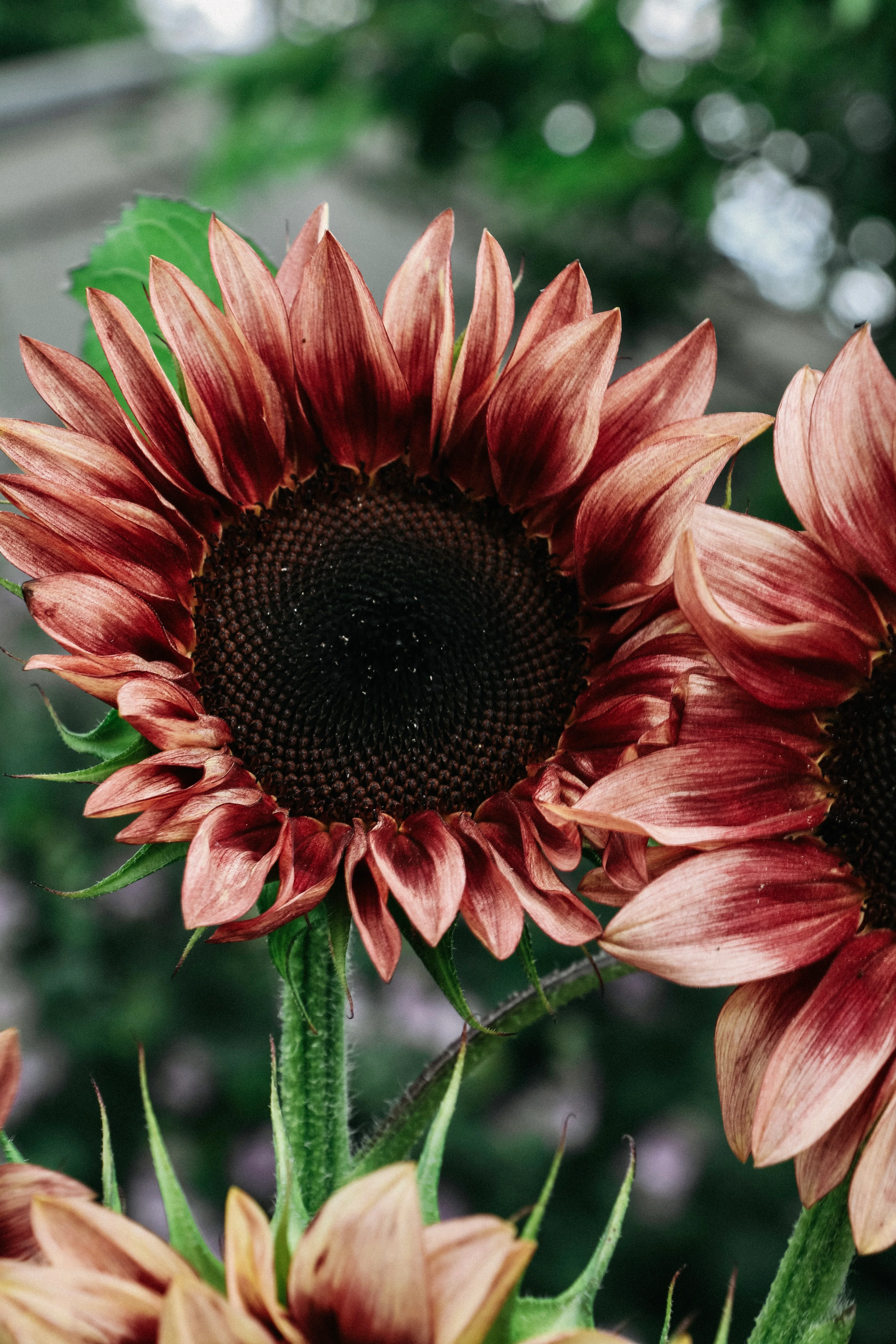 Helianthus annuus 'Pro Cut Plum' - Image 3