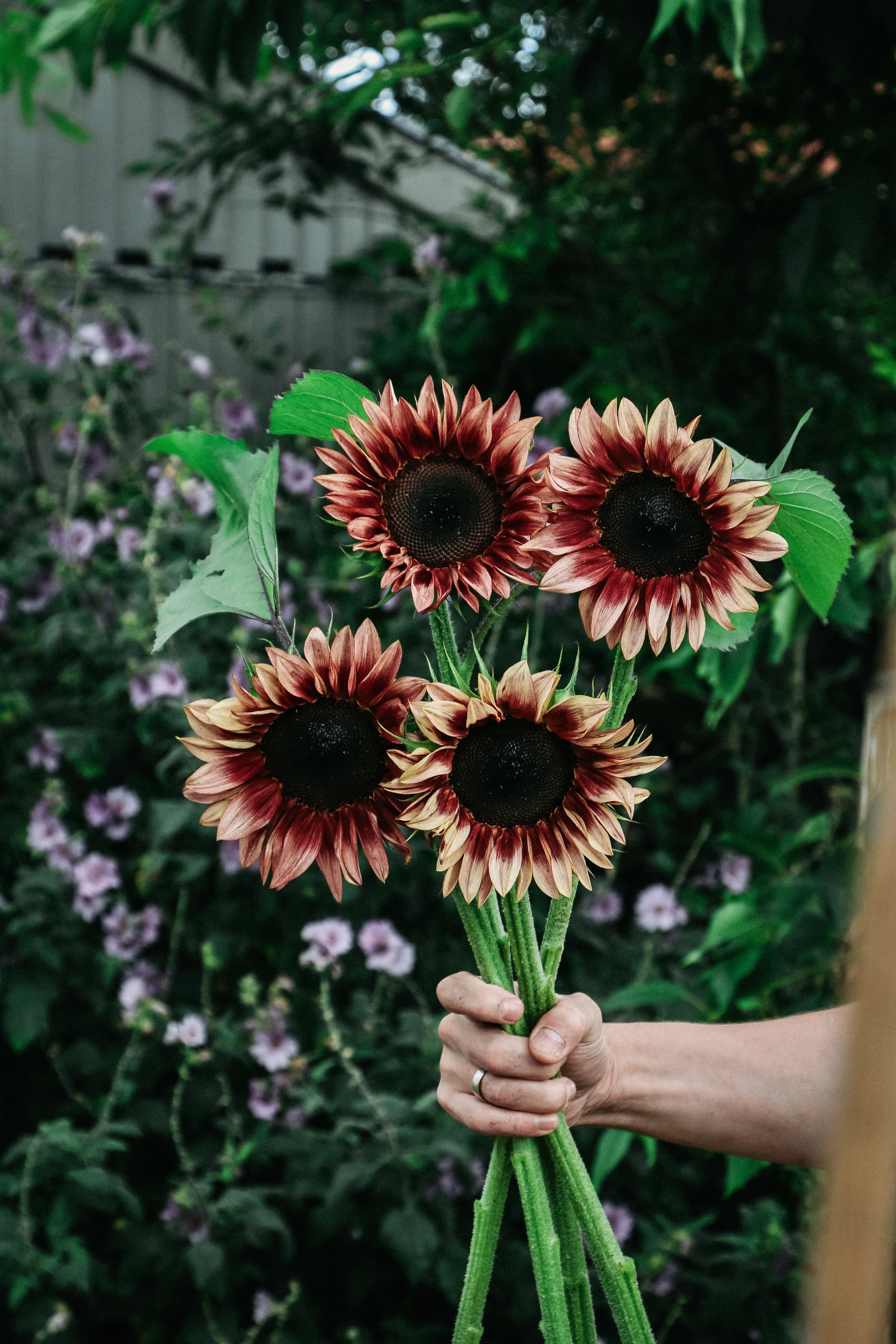 Helianthus annuus 'Pro Cut Plum' - Image 4
