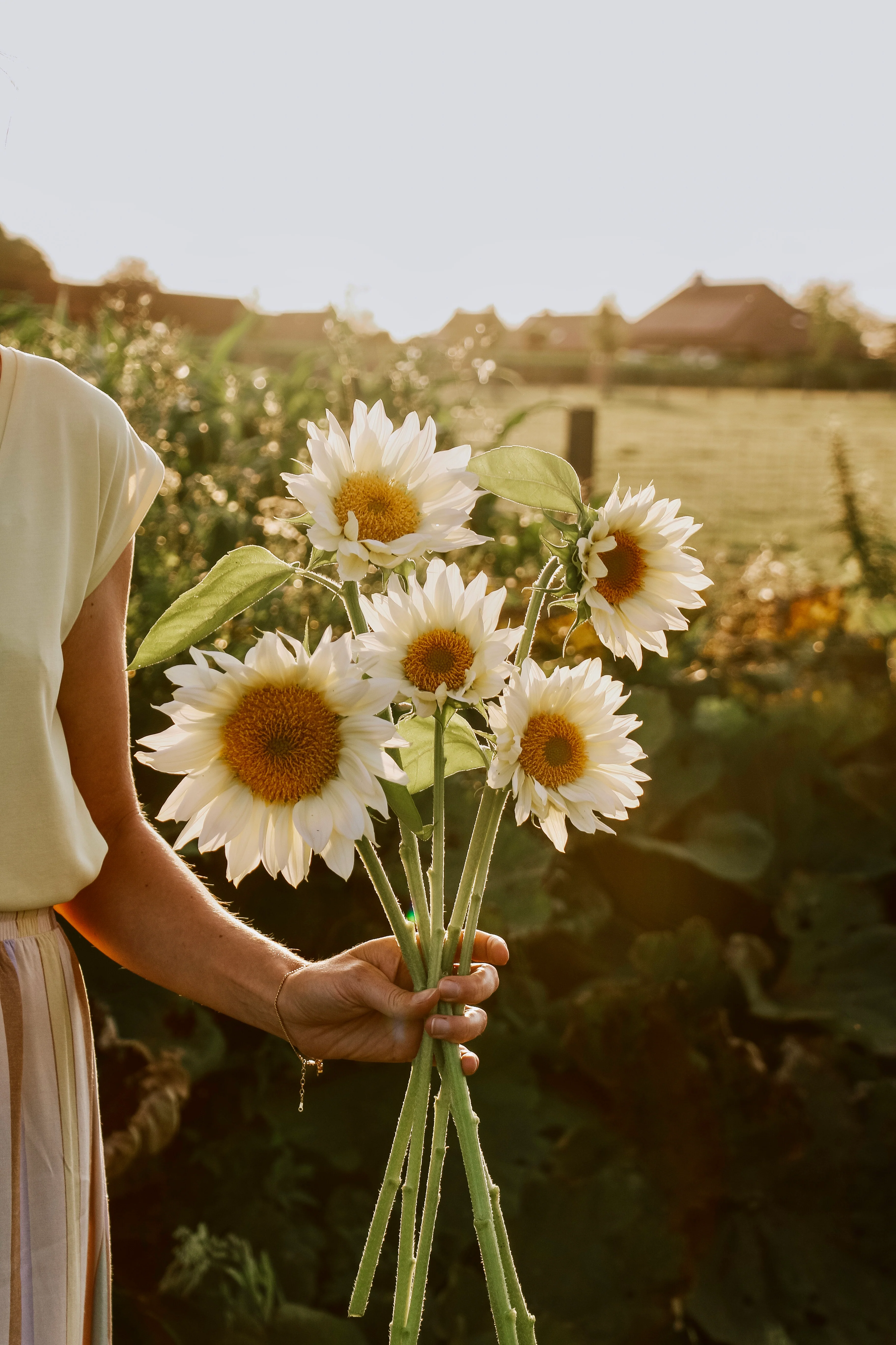 Helianthus annuus 'Pro Cut White Lite'