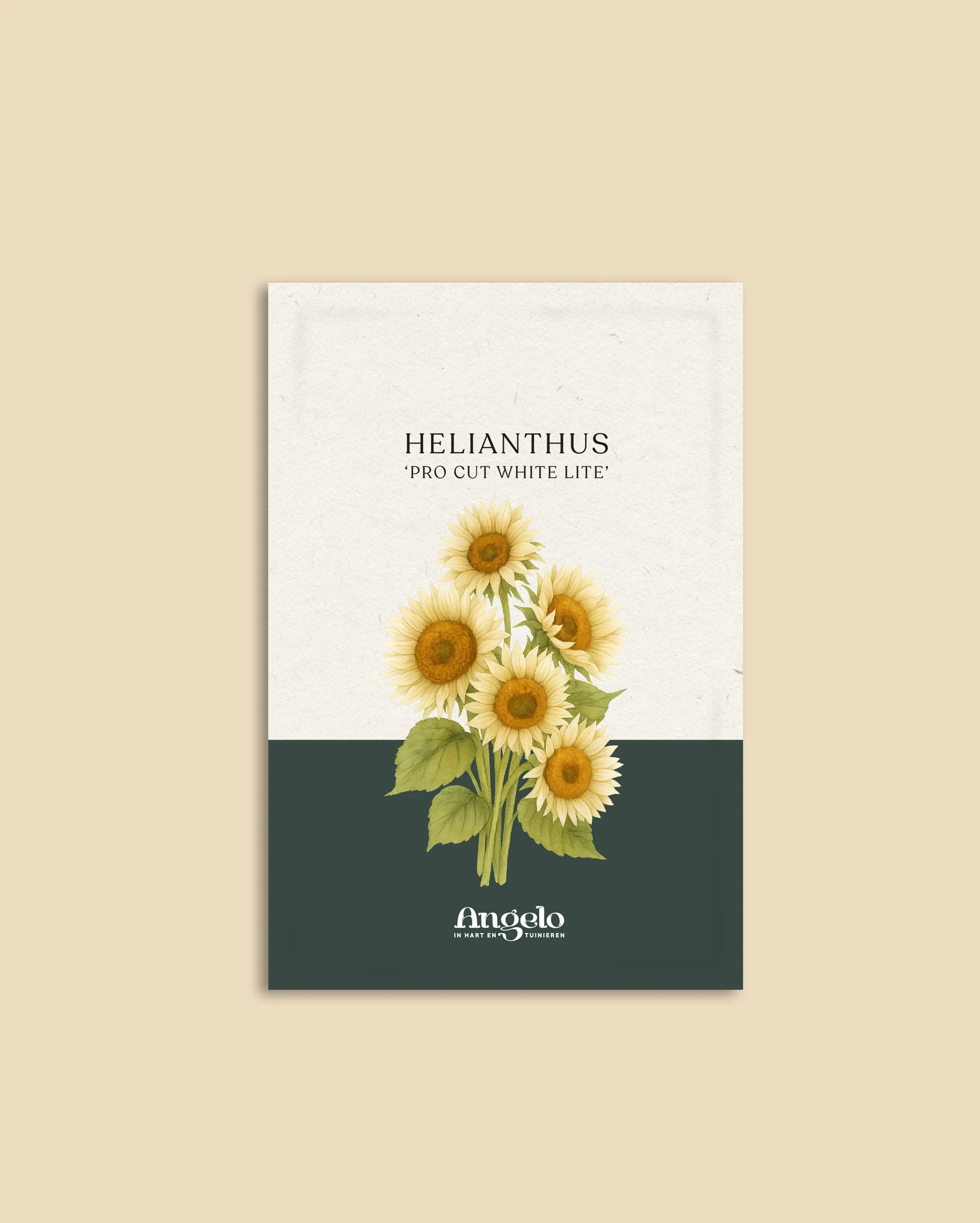 Helianthus annuus 'Pro Cut White Lite' - Image 2