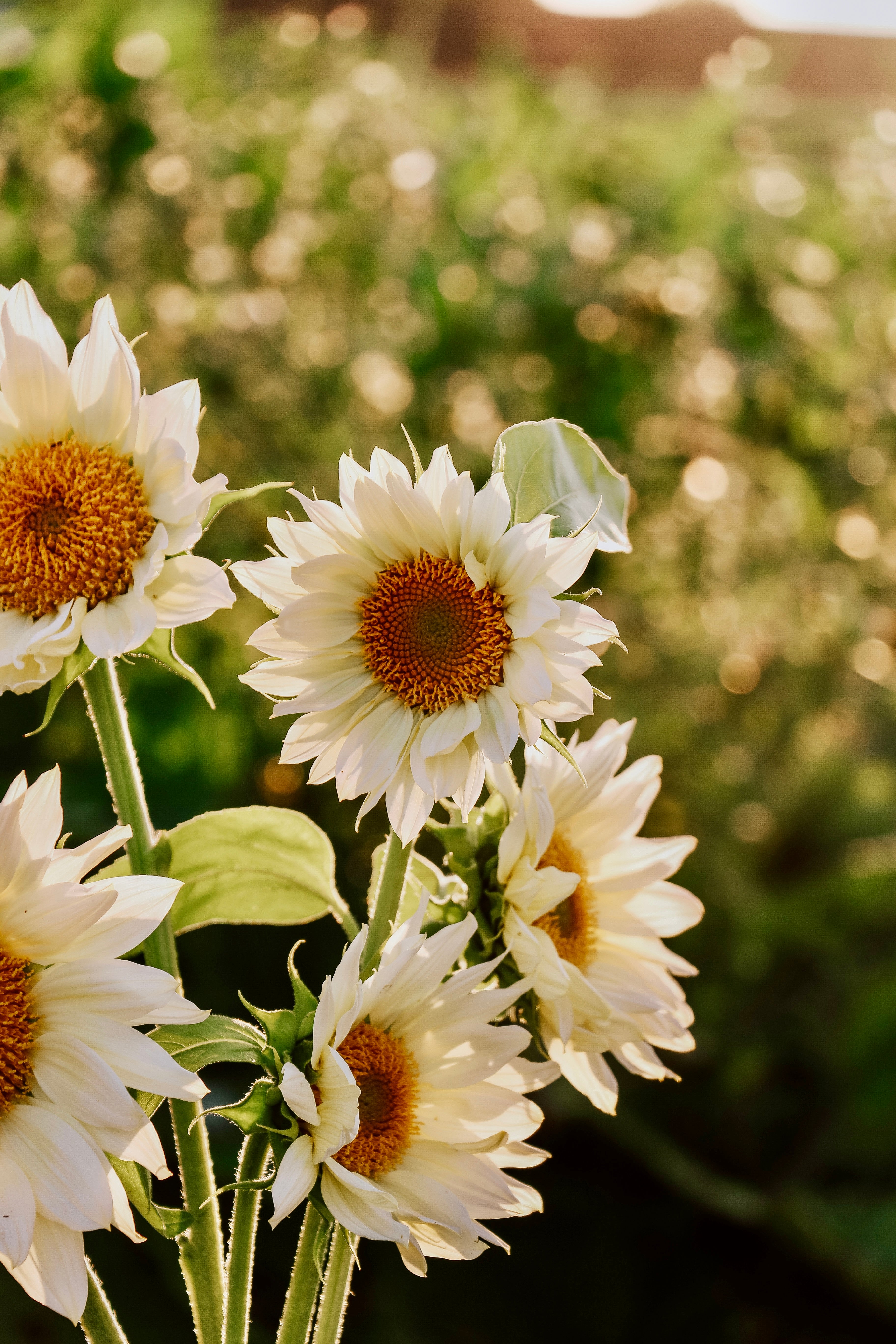 Helianthus annuus 'Pro Cut White Lite' - Image 4