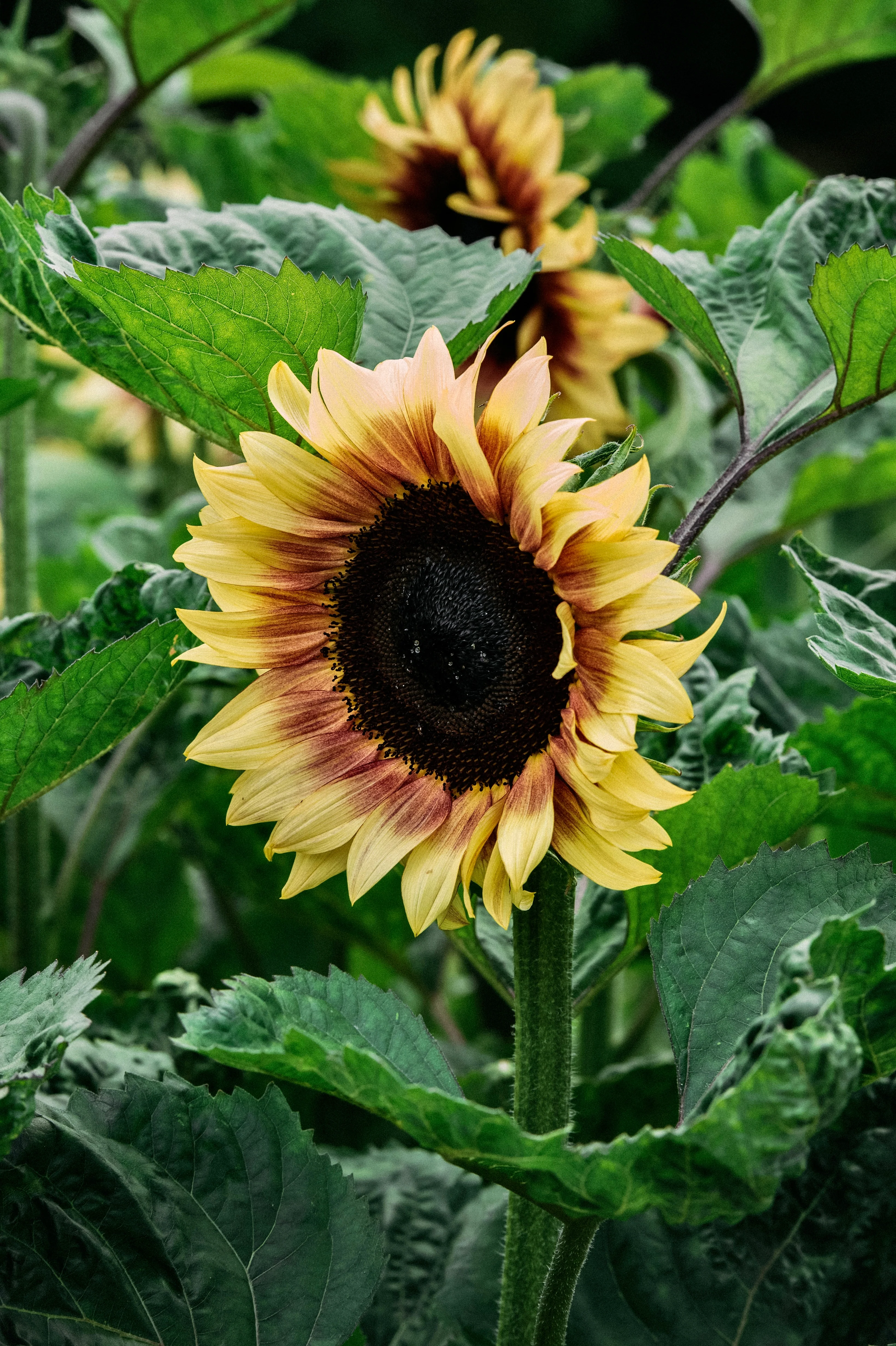 Miniatuur 1