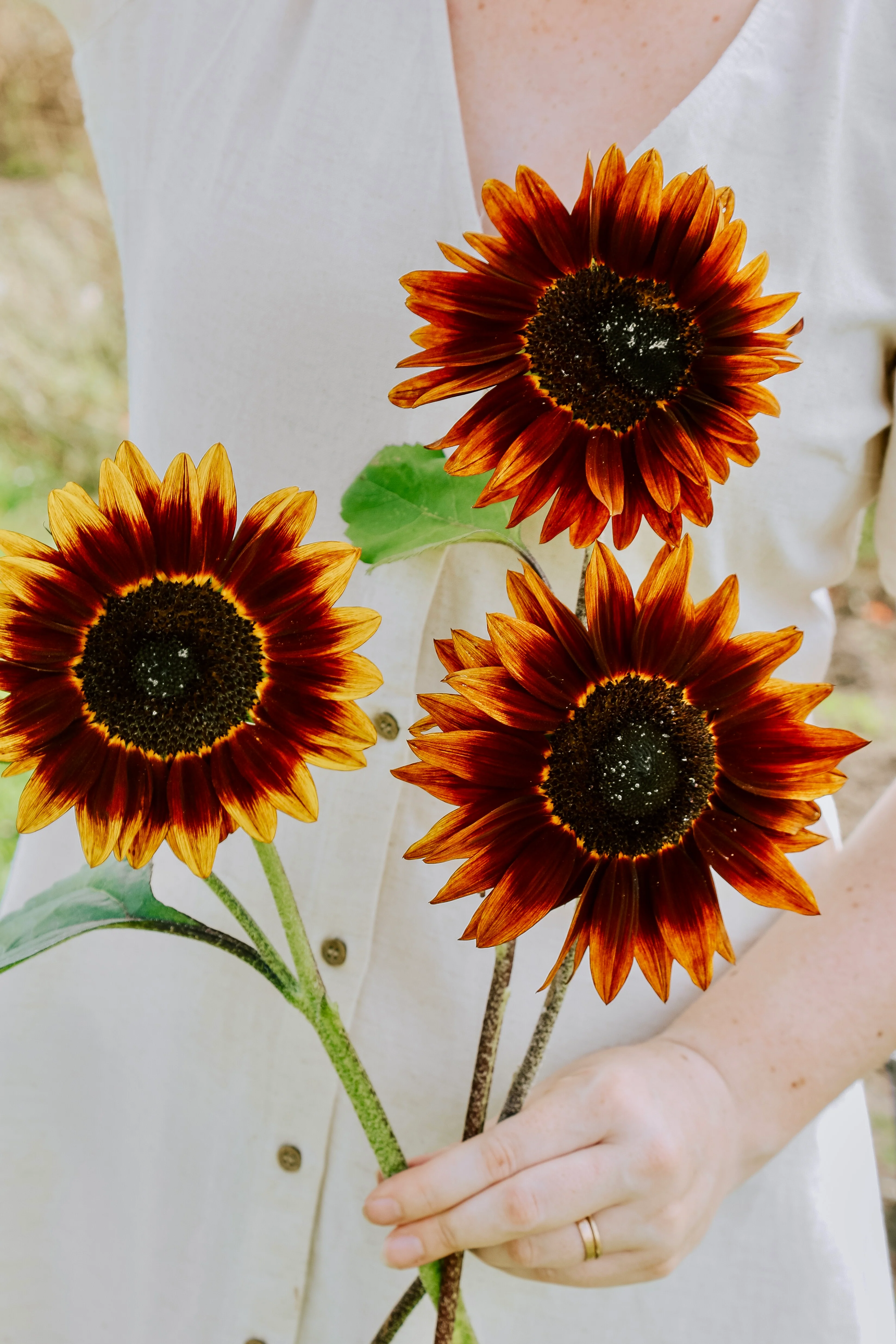 Helianthus annuus 'Shock O Lat'