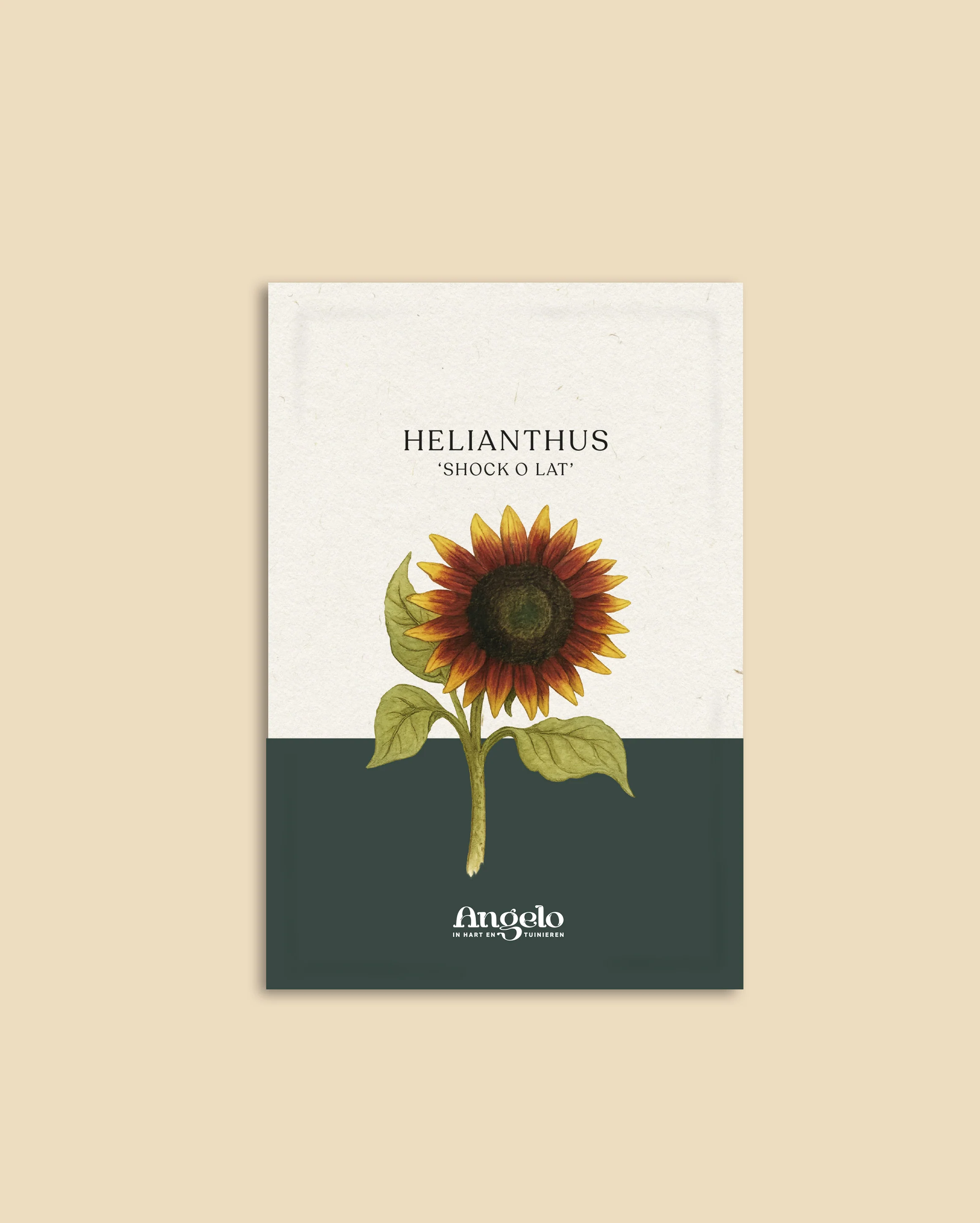 Helianthus annuus 'Shock O Lat' - Image 2