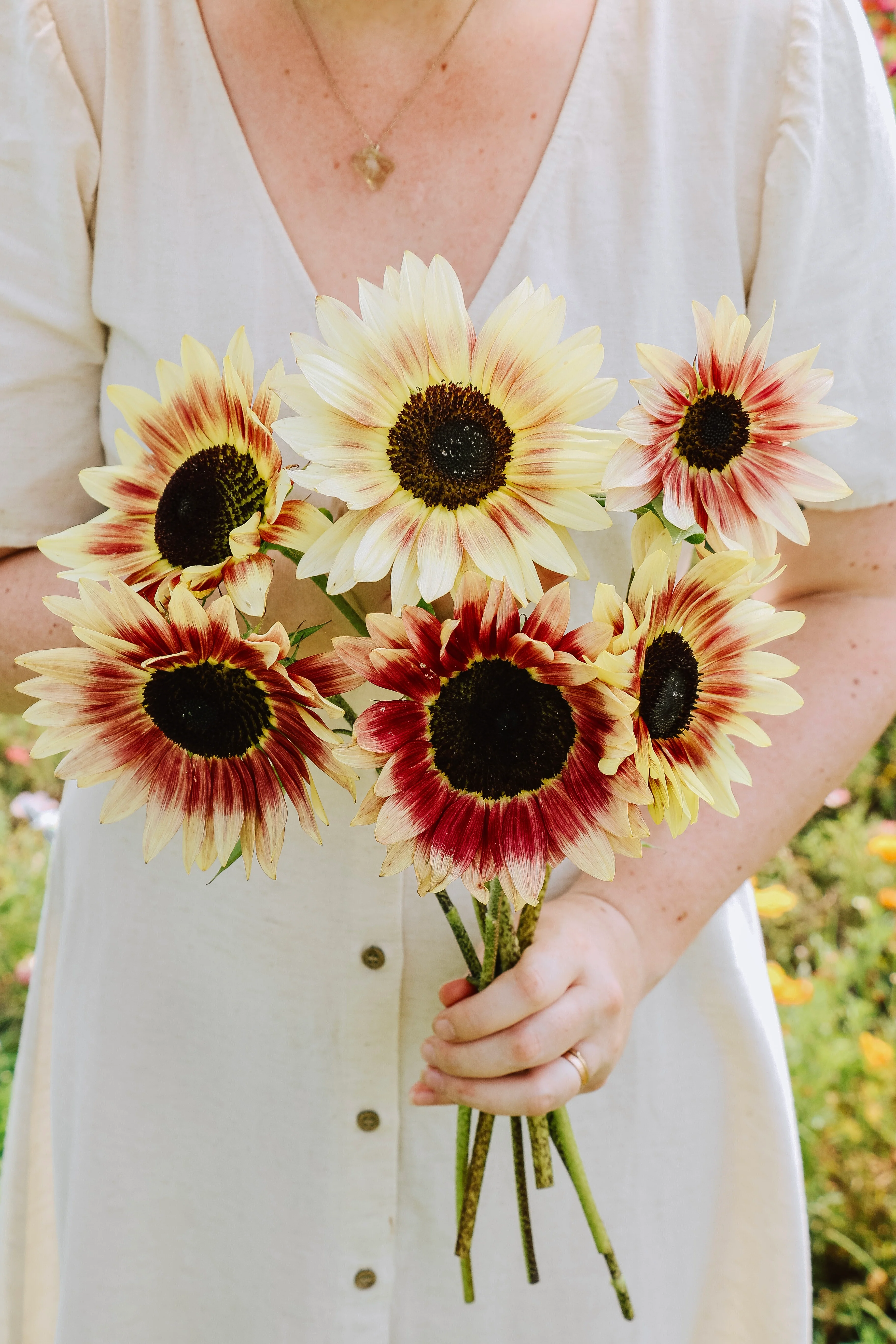 Helianthus annuus 'Summer Lovin'