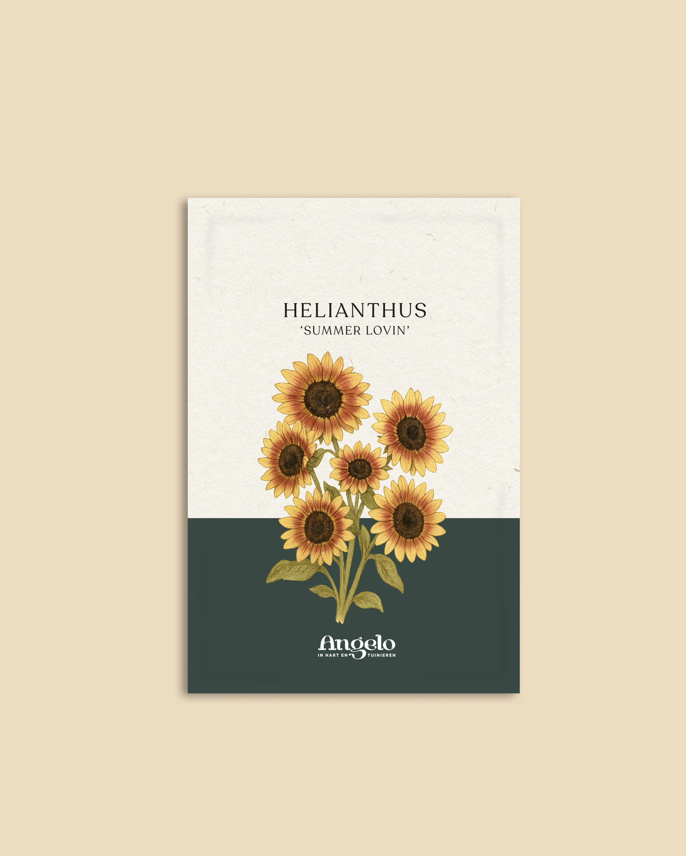 Helianthus annuus 'Summer Lovin' - Image 2