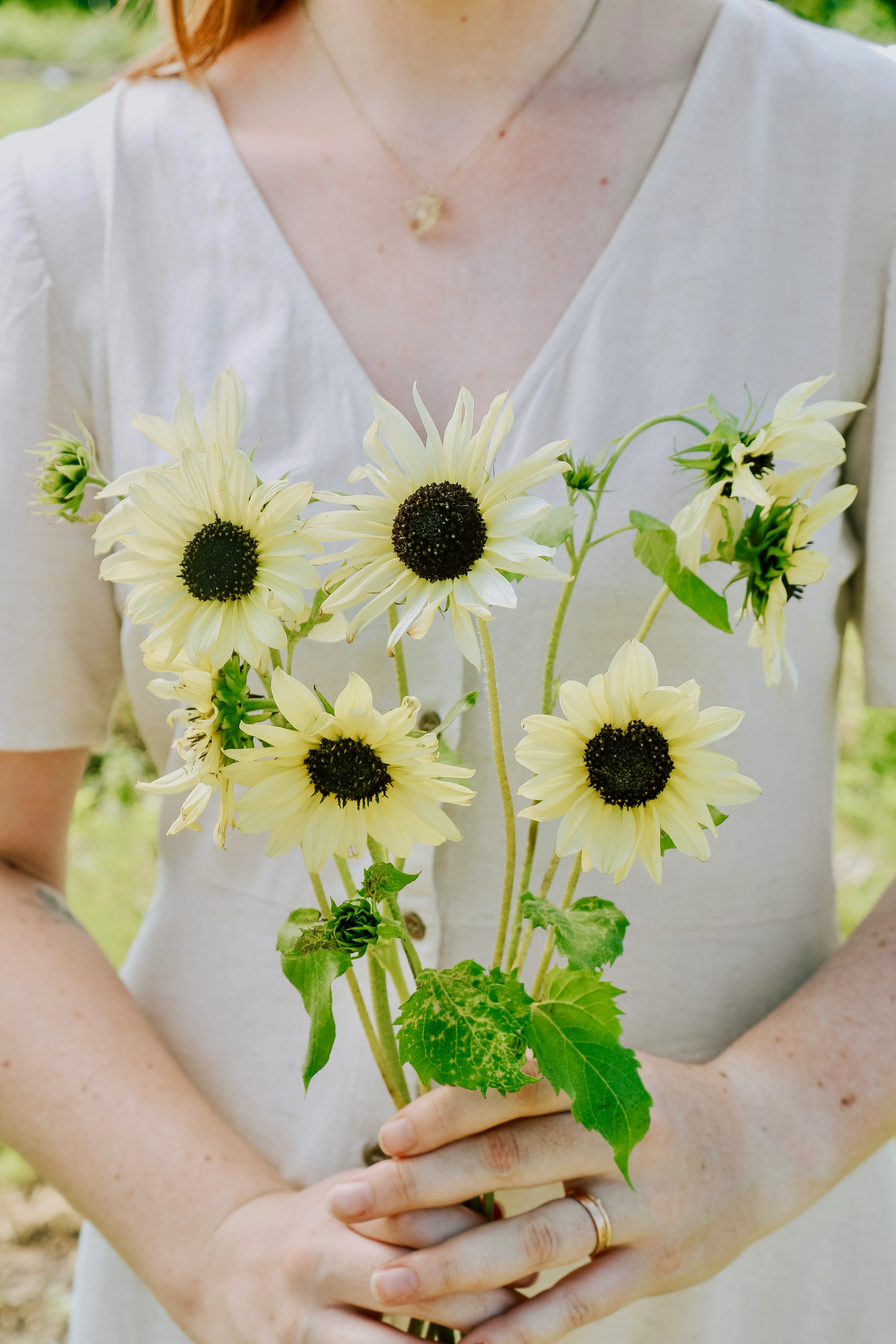 Helianthus annuus 'Vanilla Ice'