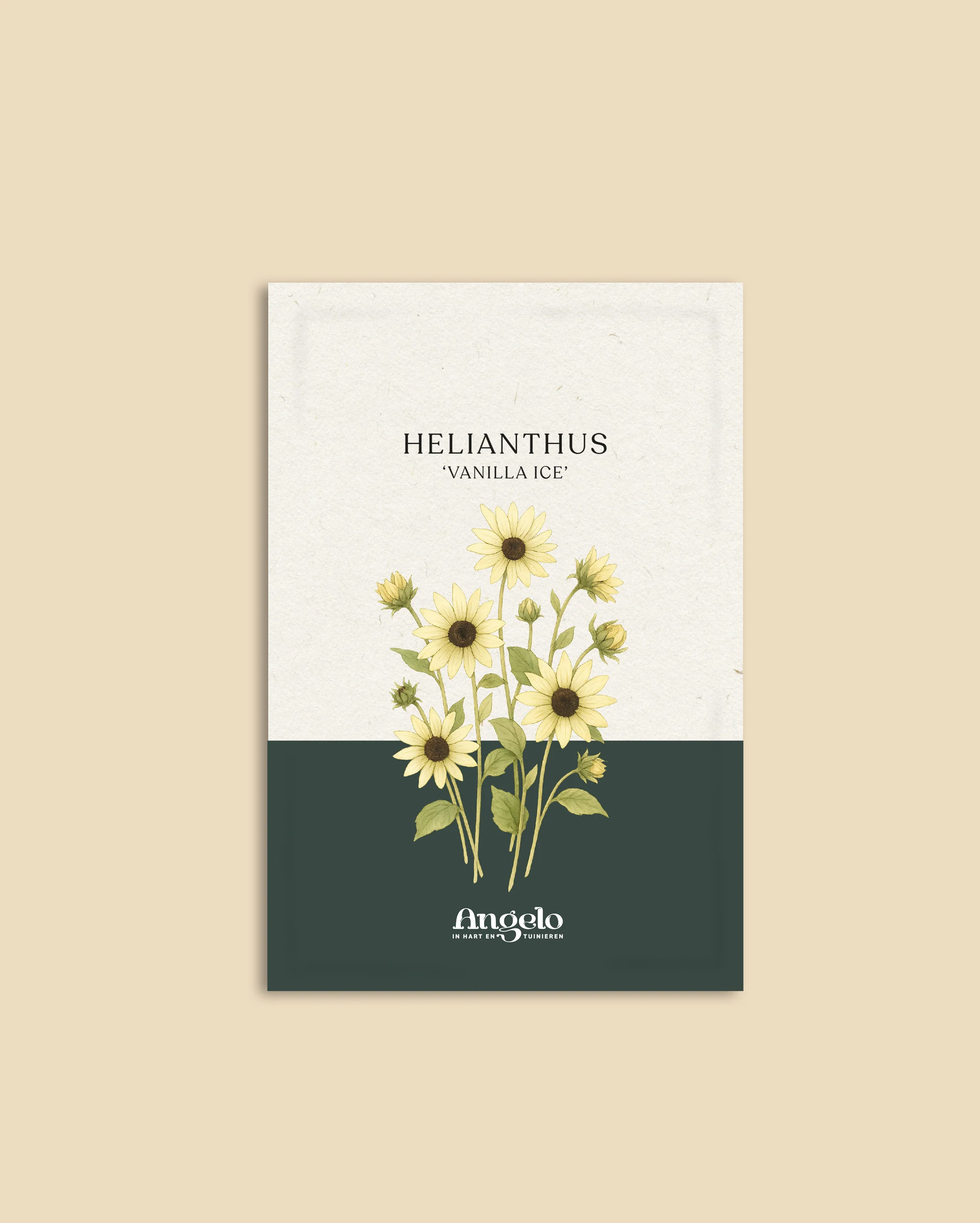 Helianthus annuus 'Vanilla Ice' - Image 2