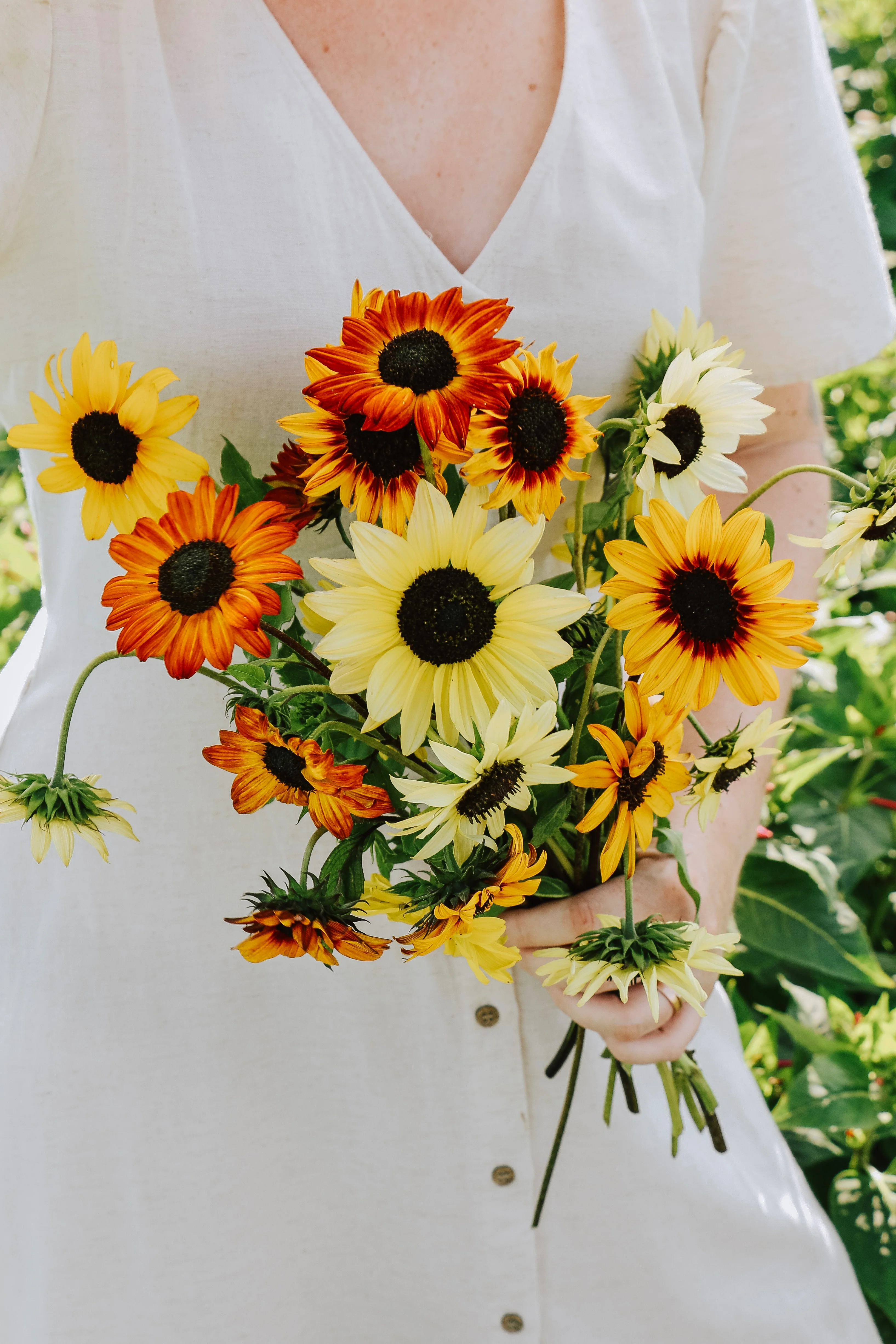Helianthus debilis 'Soluna Mix'