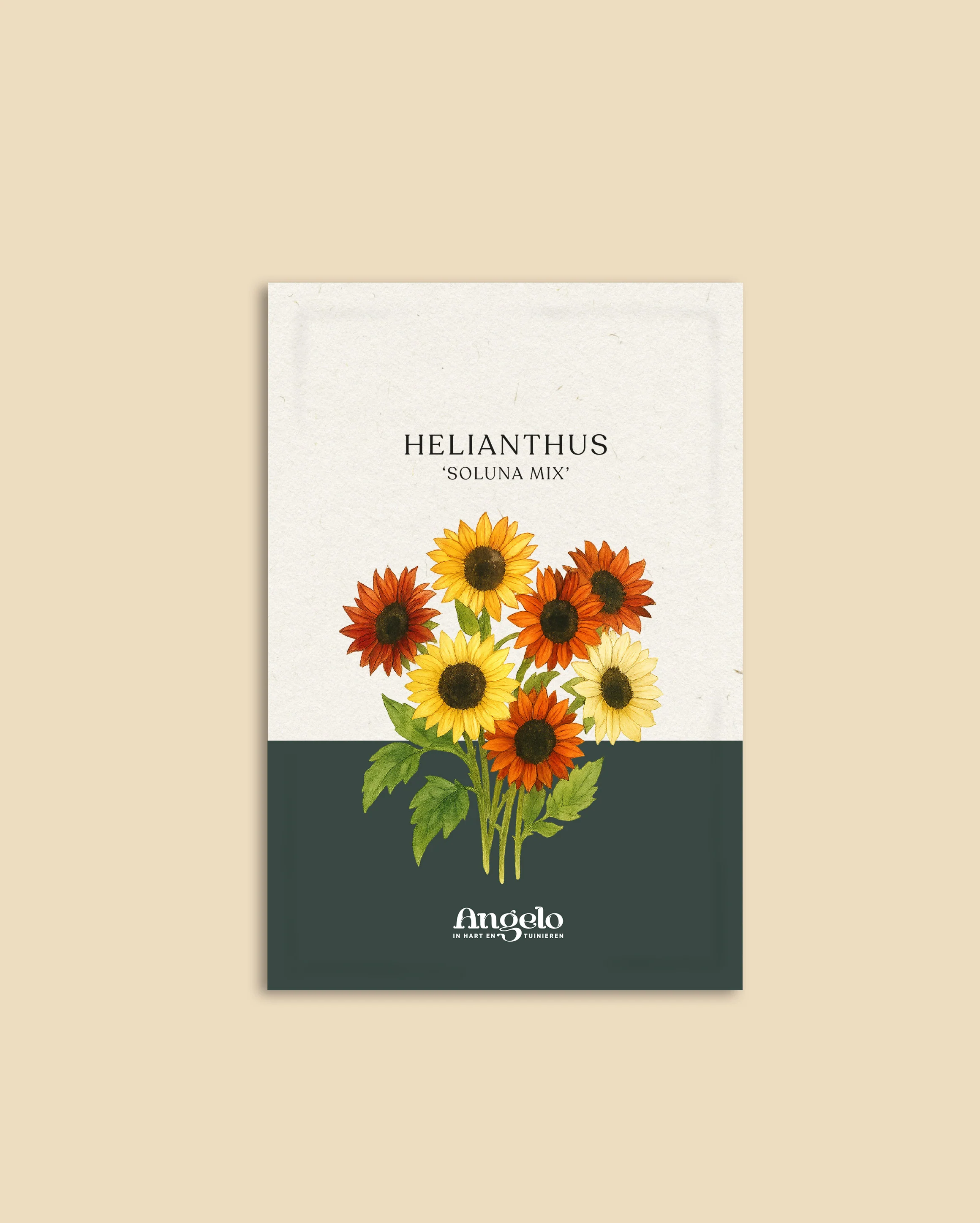Helianthus debilis 'Soluna Mix' - Image 2