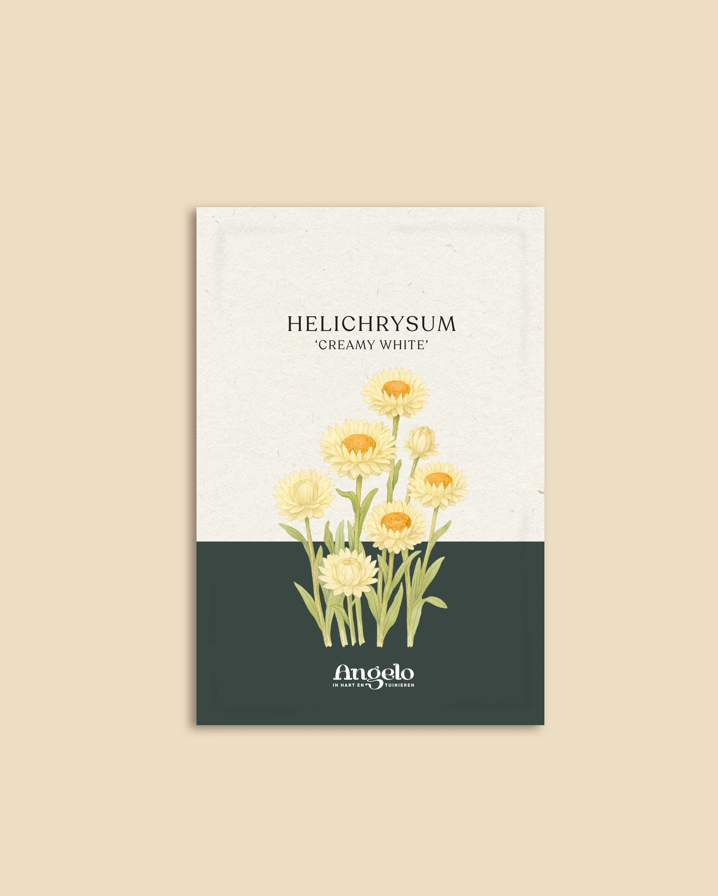 Helichrysum bracteatum 'Creamy White' - Image 2