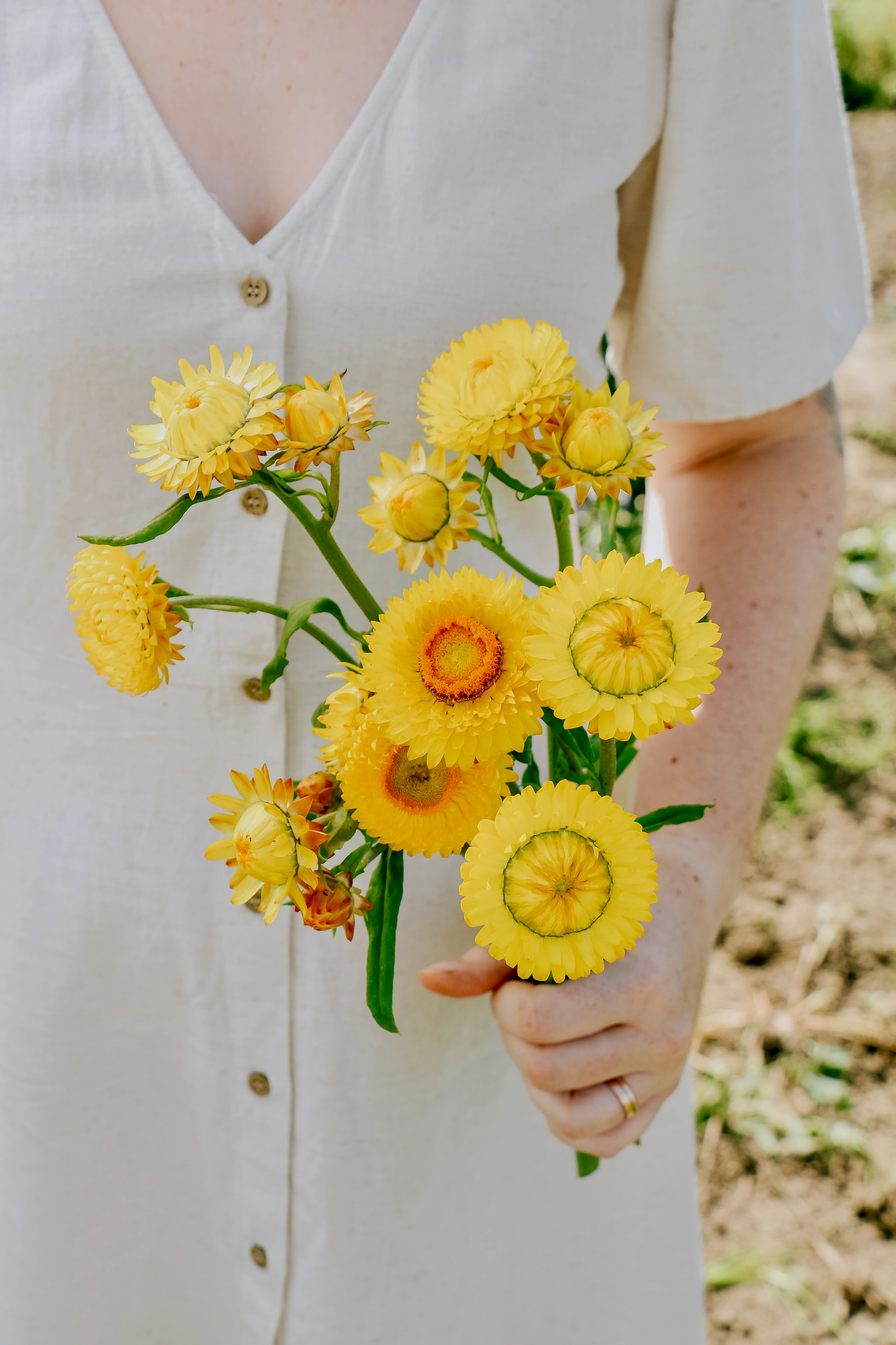Helichrysum bracteatum 'Golden Yellow'