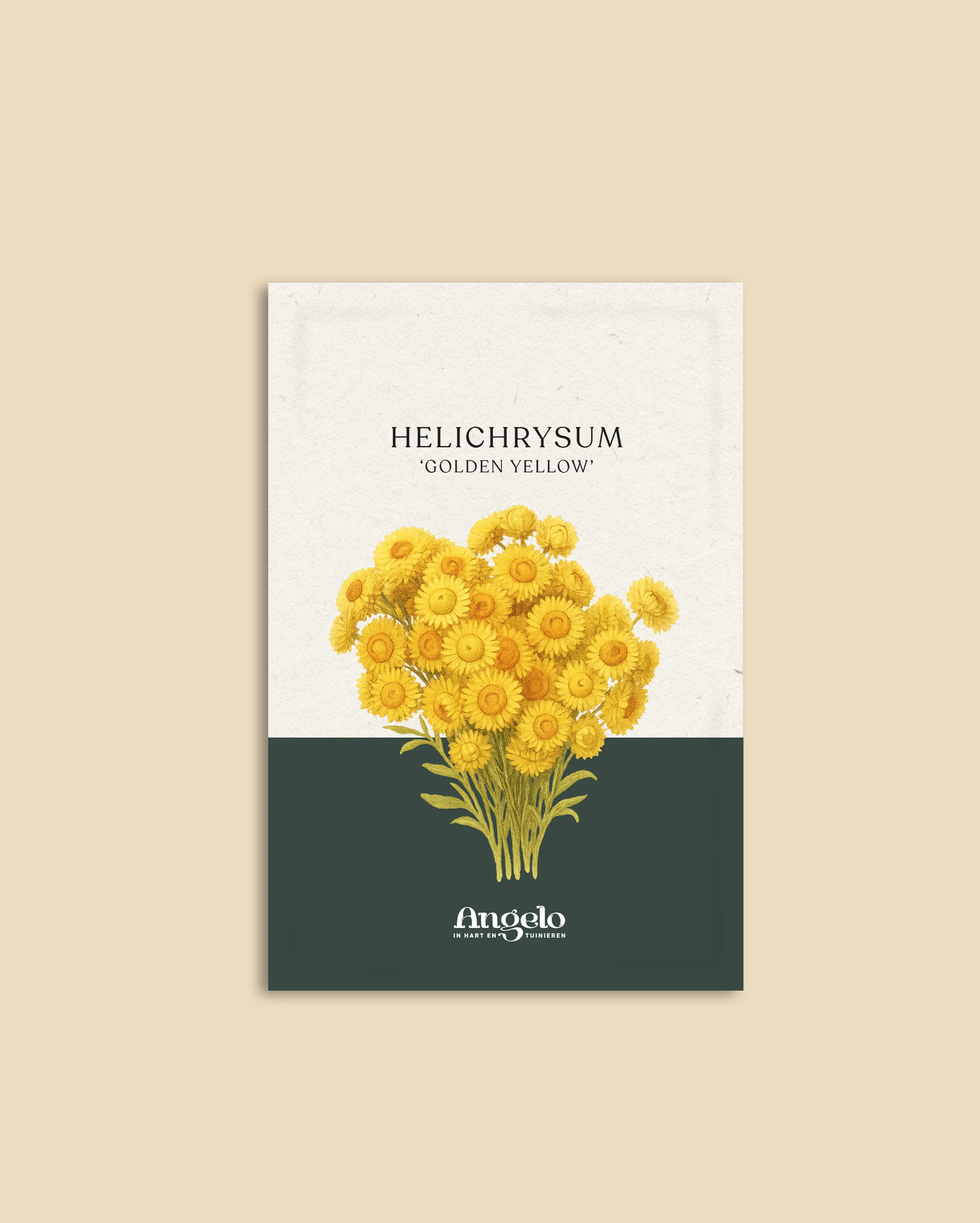 Helichrysum bracteatum 'Golden Yellow' - Image 2