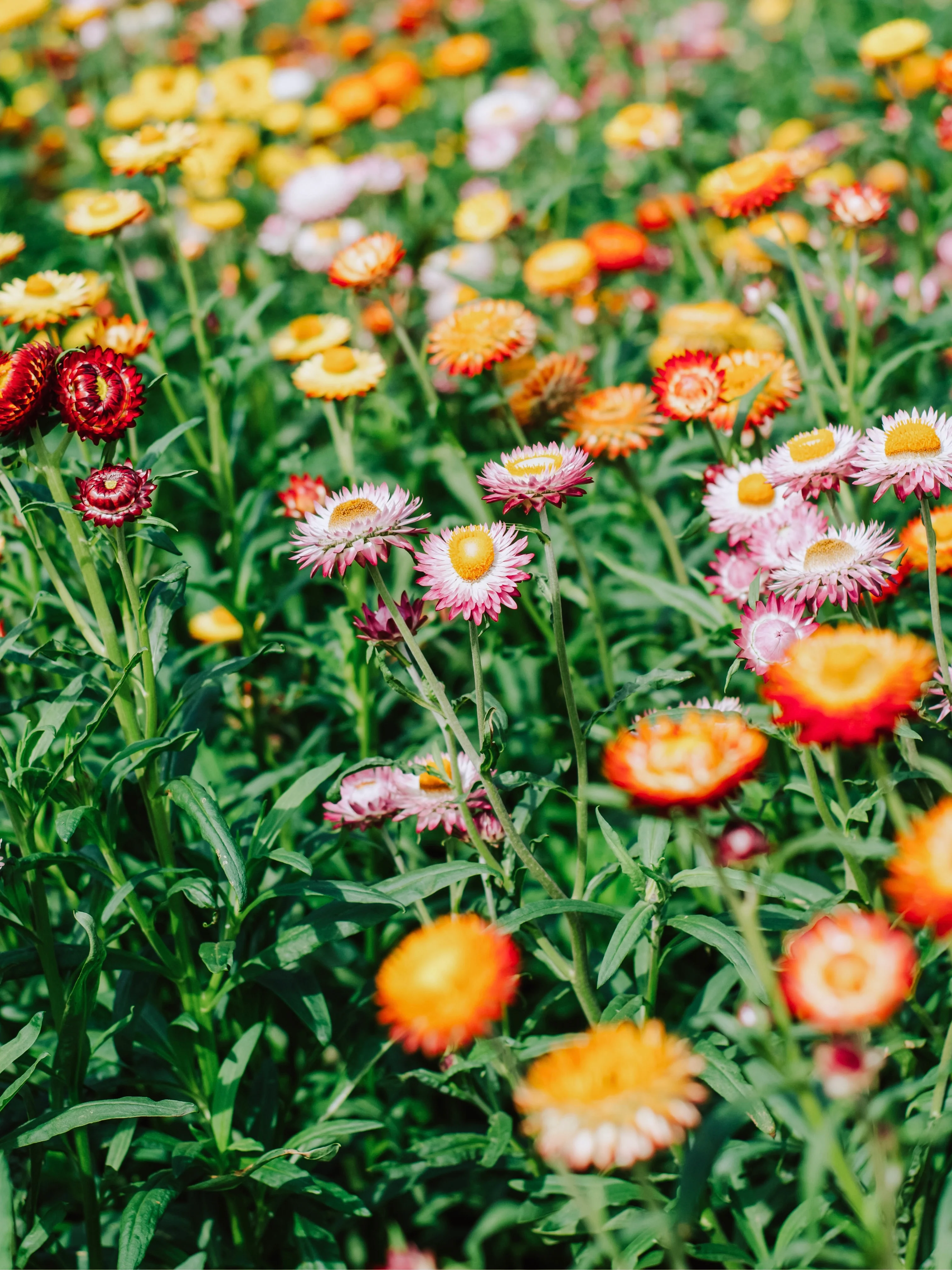 Helichrysum  bracteatum 'Mix'
