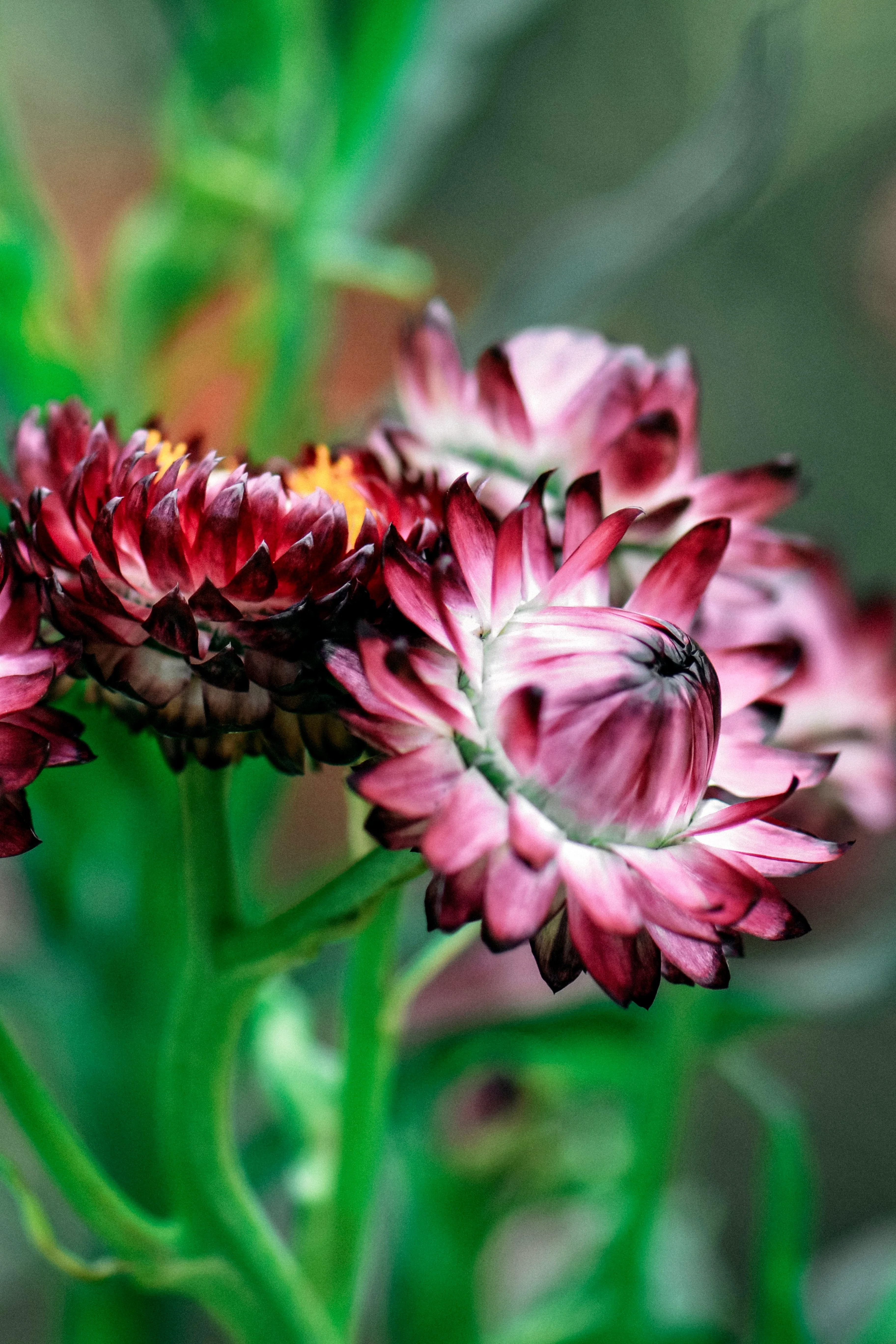 Helichrysum bracteatum 'purple'