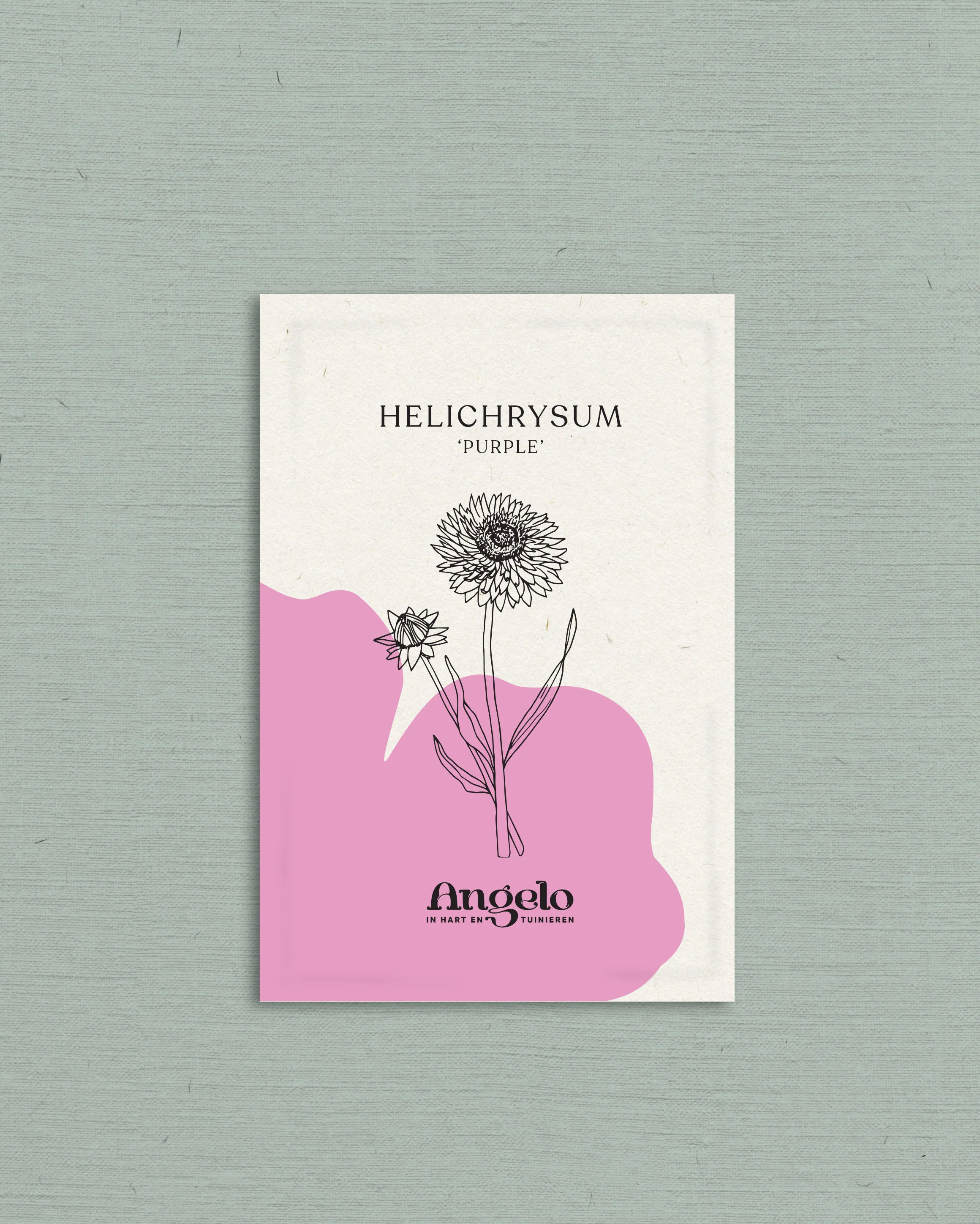 Helichrysum bracteatum 'purple' - Image 2