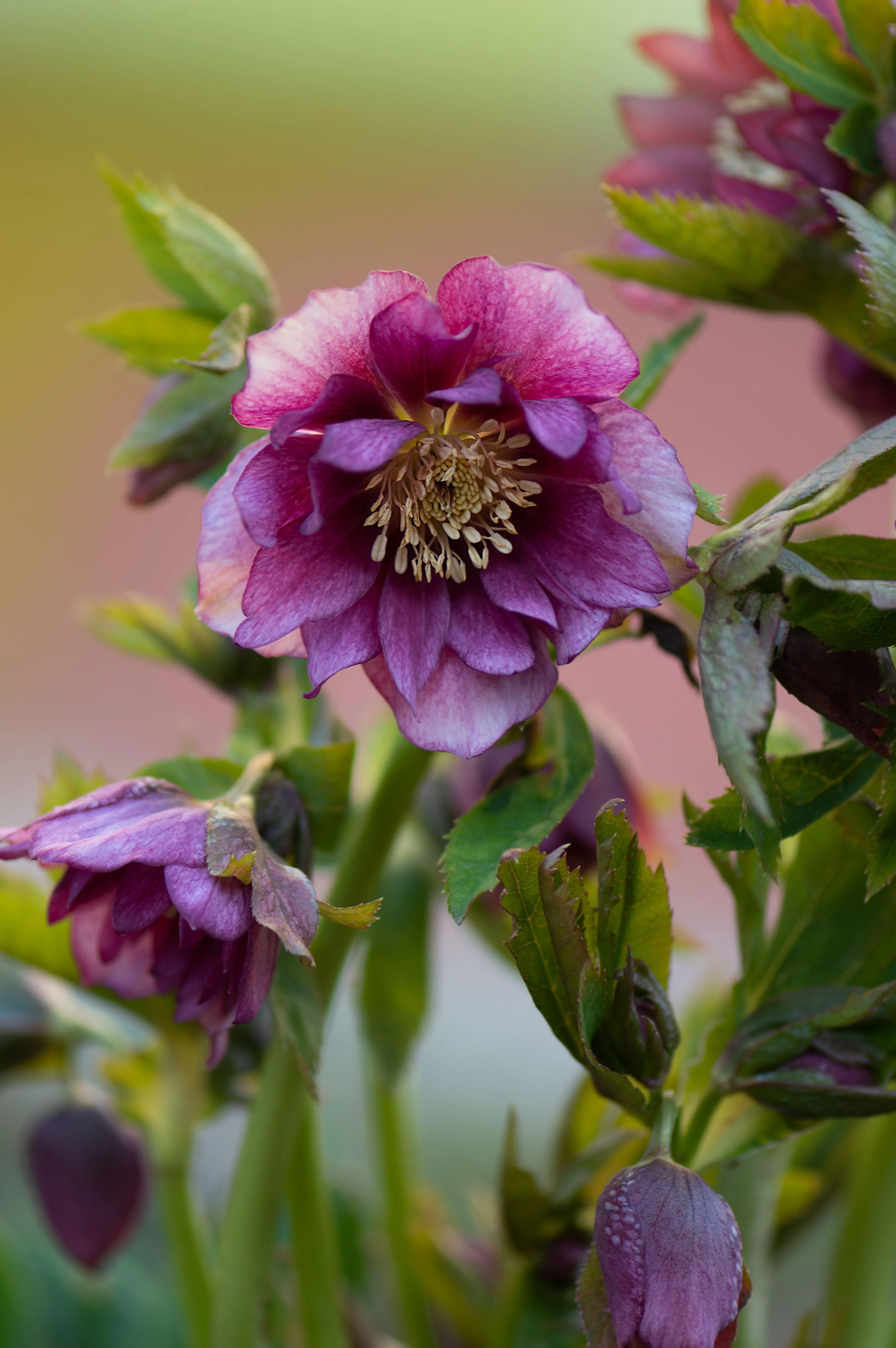 Helleborus orientalis 'Double Ellen Pink'