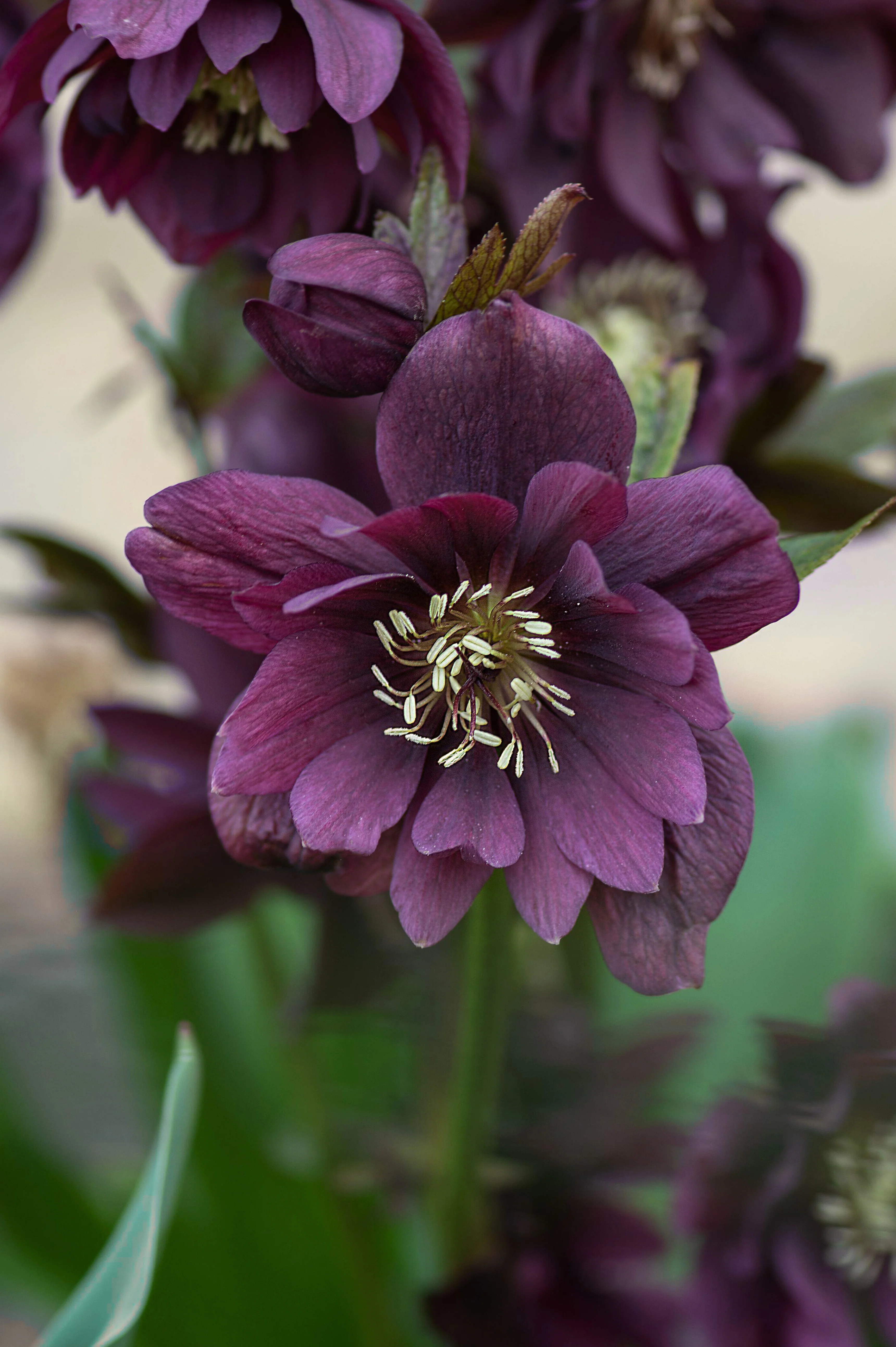 Helleborus orientalis 'Double Ellen Purple'