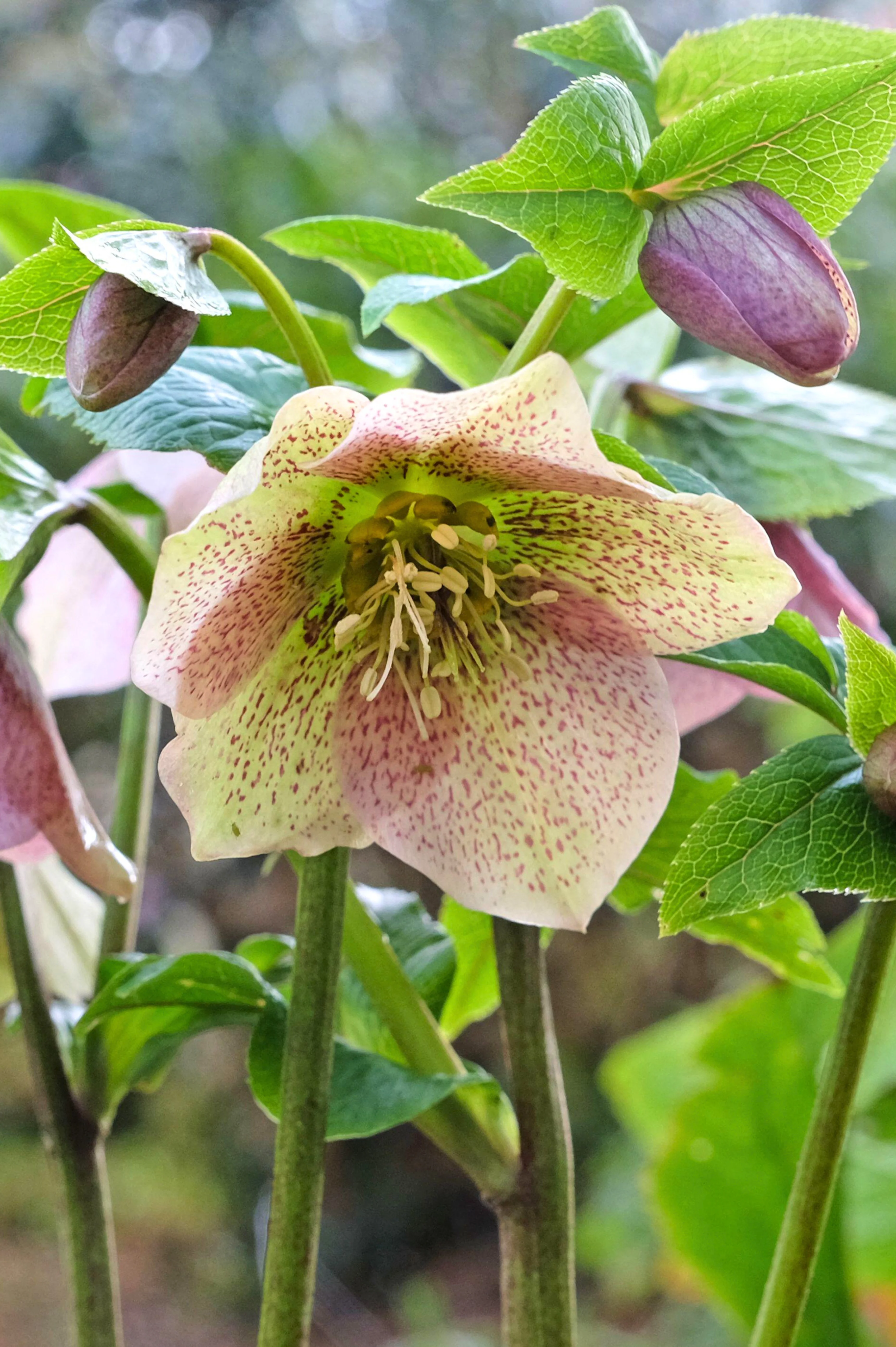 Helleborus orientalis 'Pretty Ellen Pink'