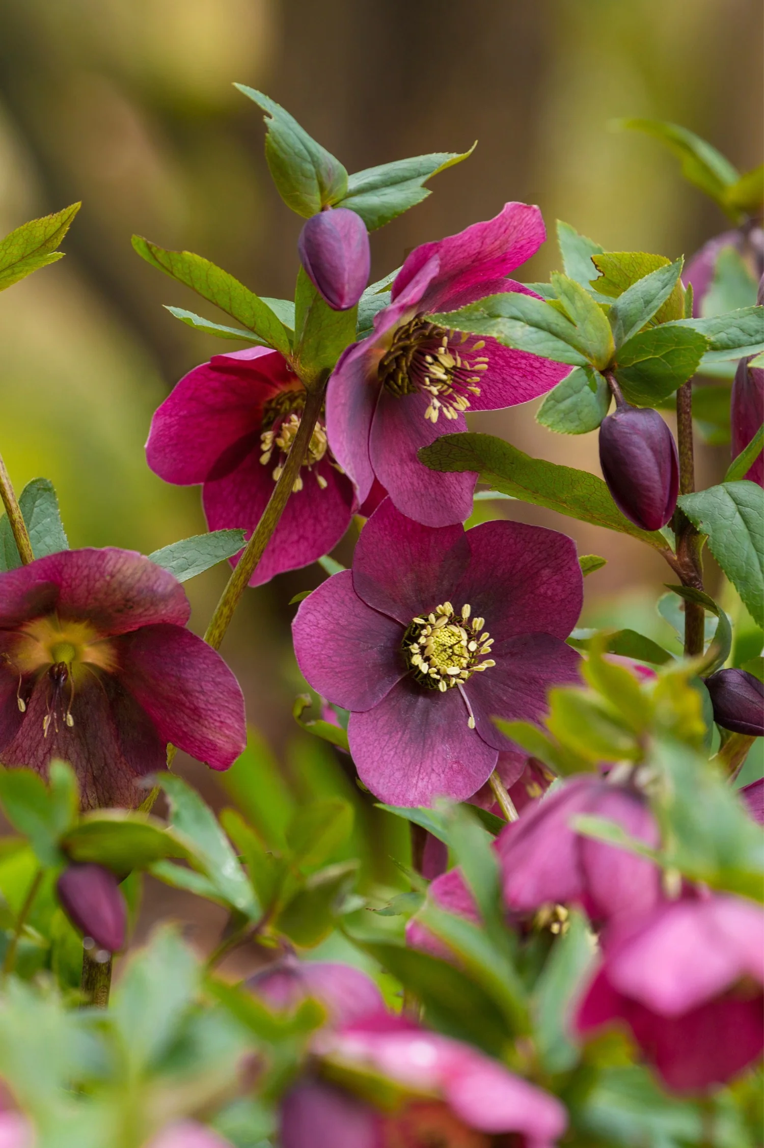 Helleborus orientalis 'Pretty Ellen Purple'