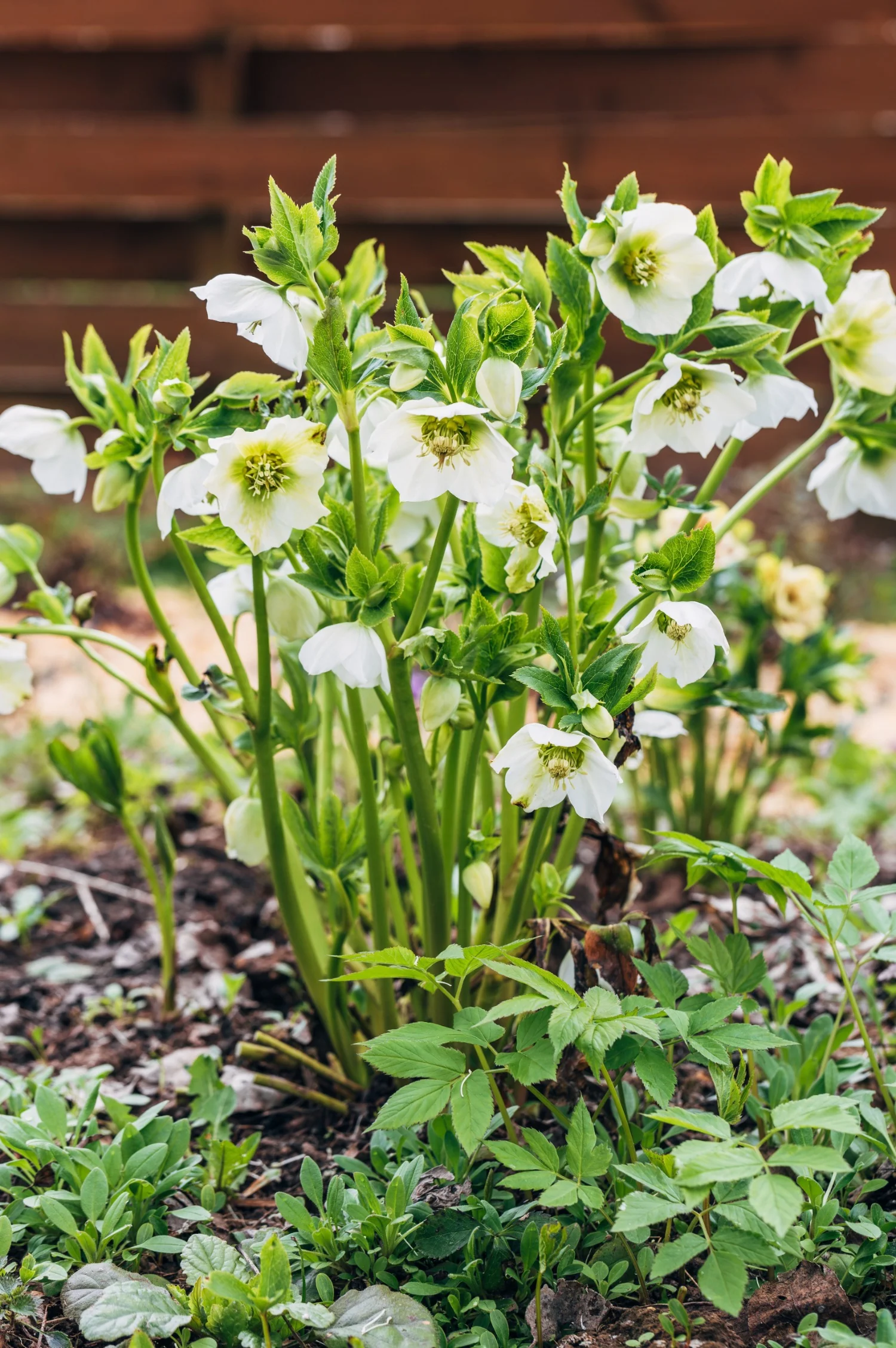Helleborus orientalis 'Pretty Ellen White'