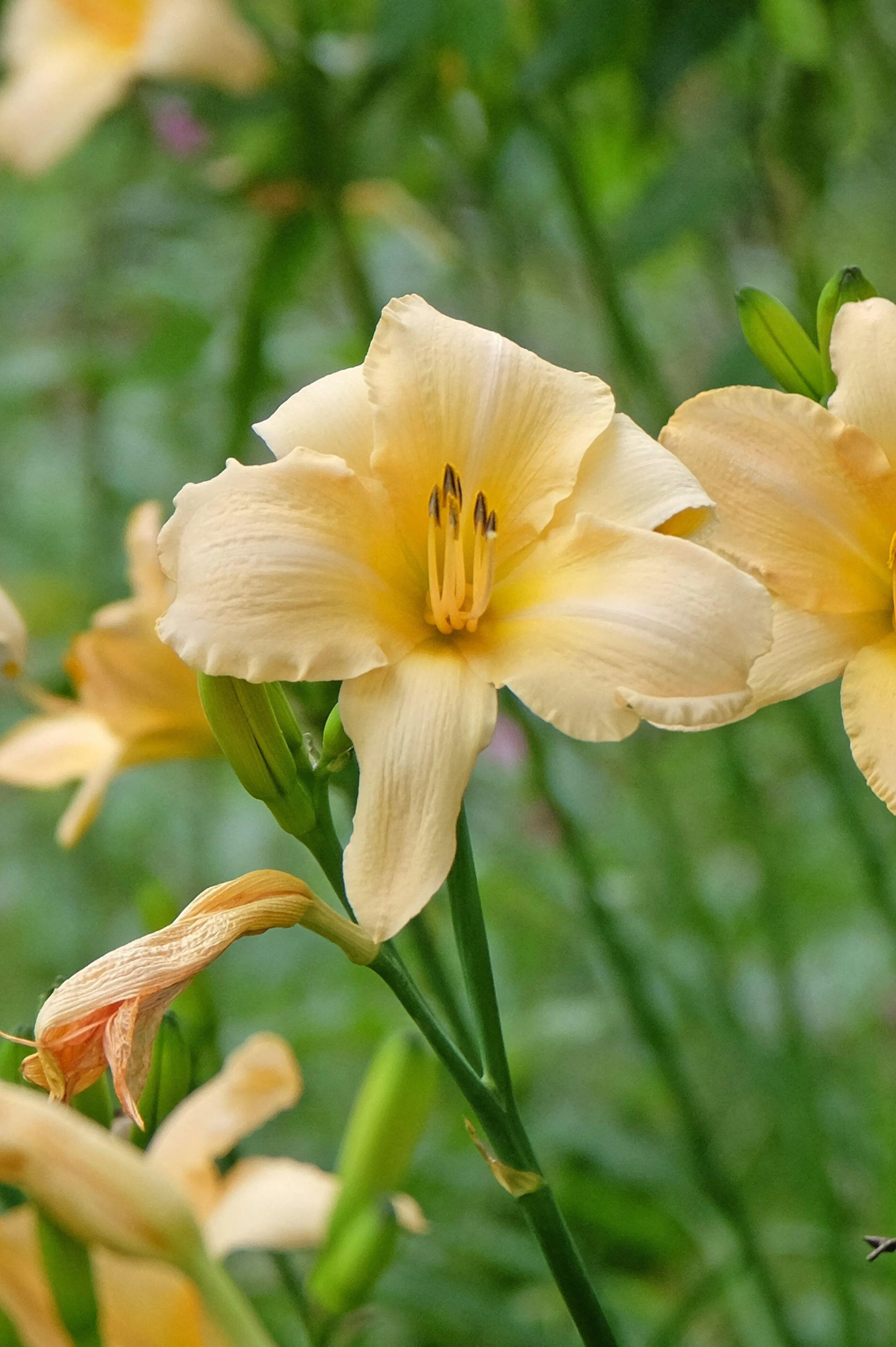 Hemerocallis hybride 'Helle Berlinerin'