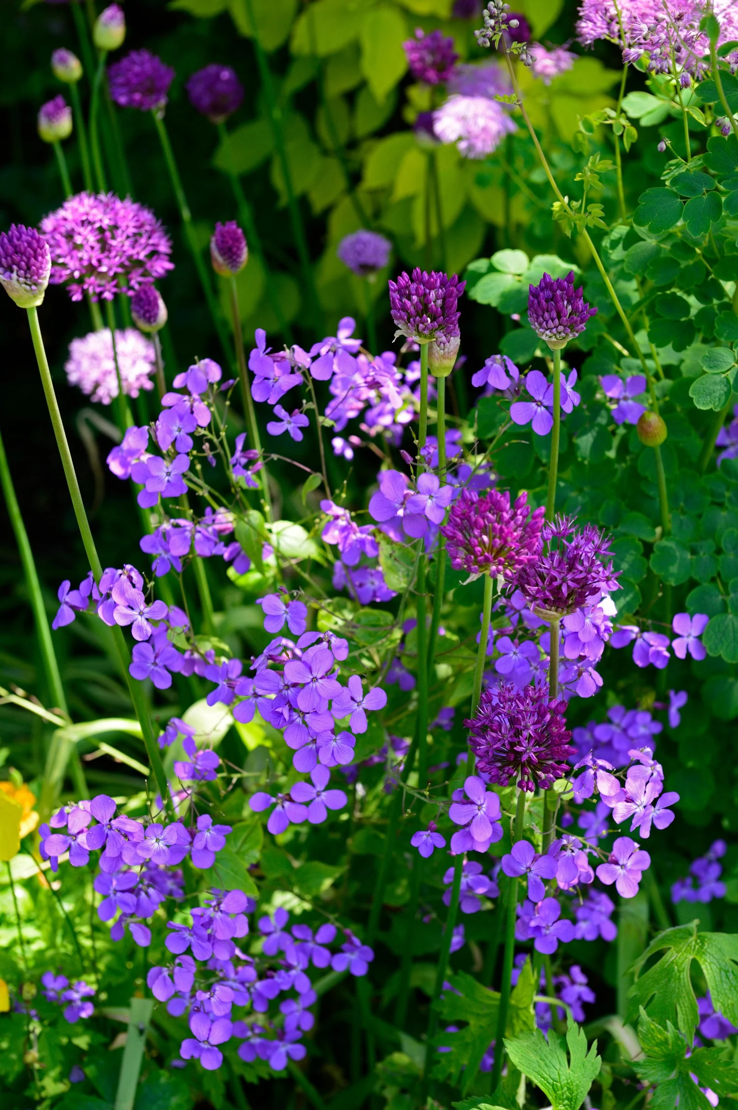Miniatuur 2