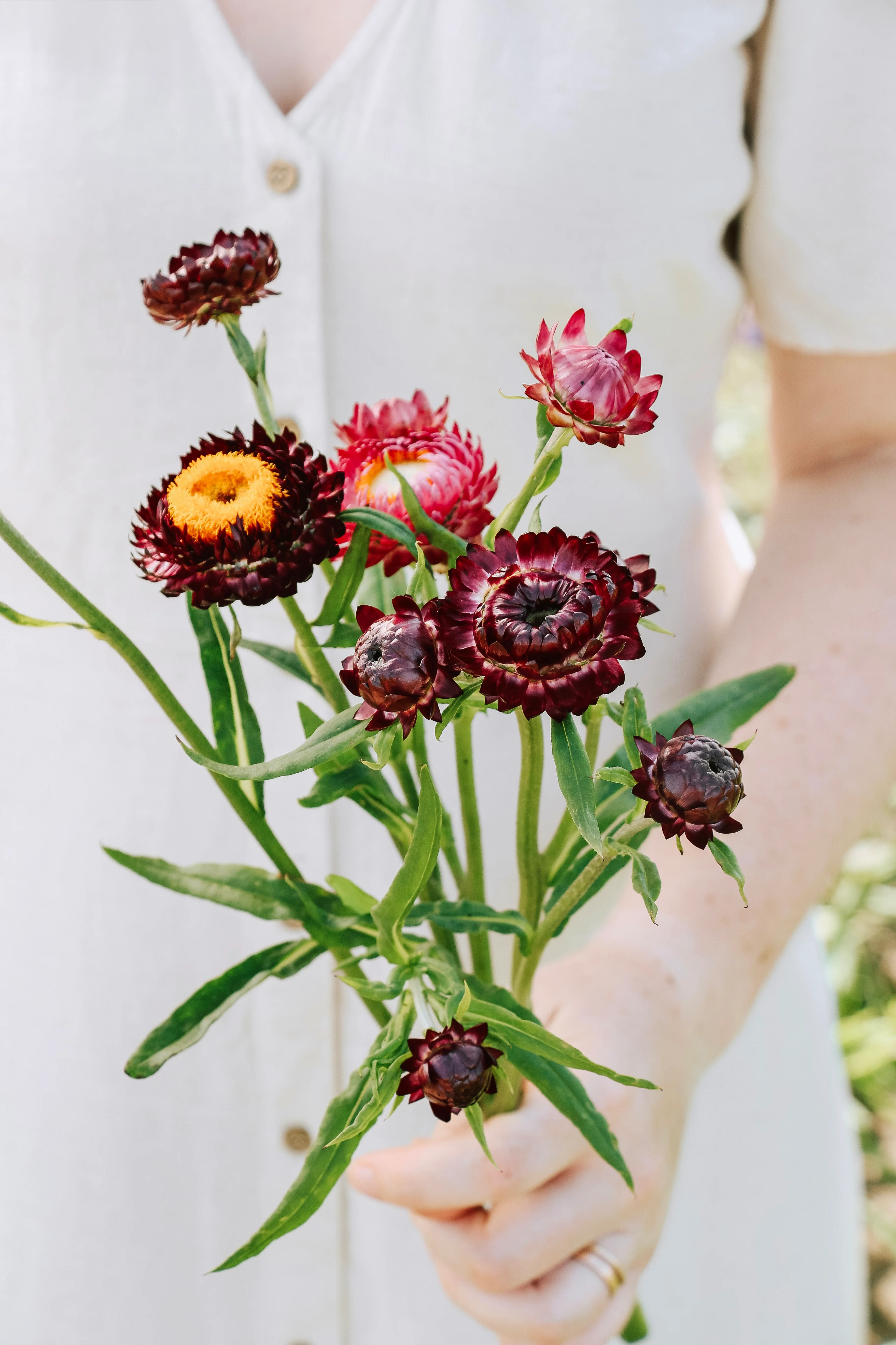 Helichrysum bracteatum 'Purple-Red'