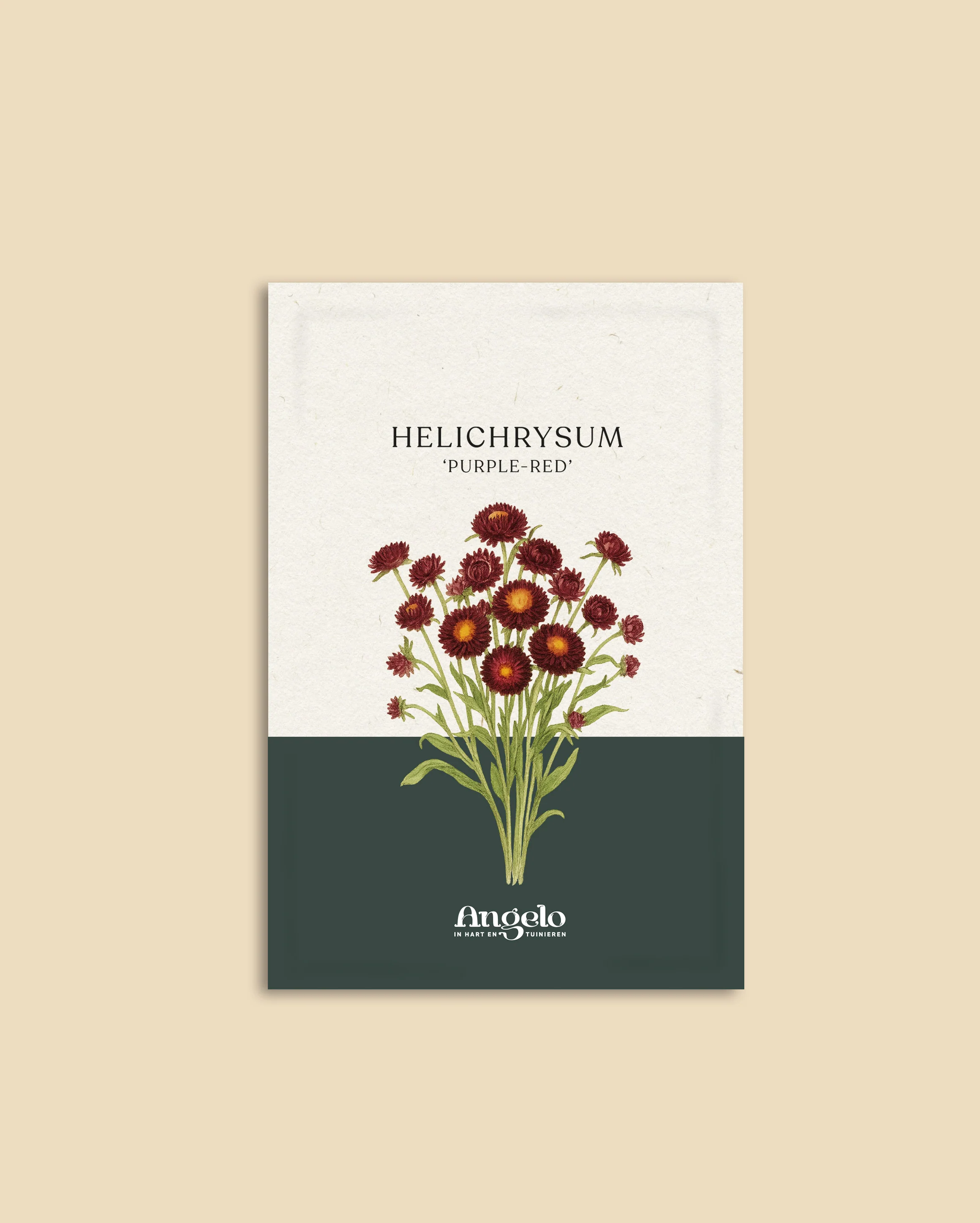 Helichrysum bracteatum 'Purple-Red' - Image 2
