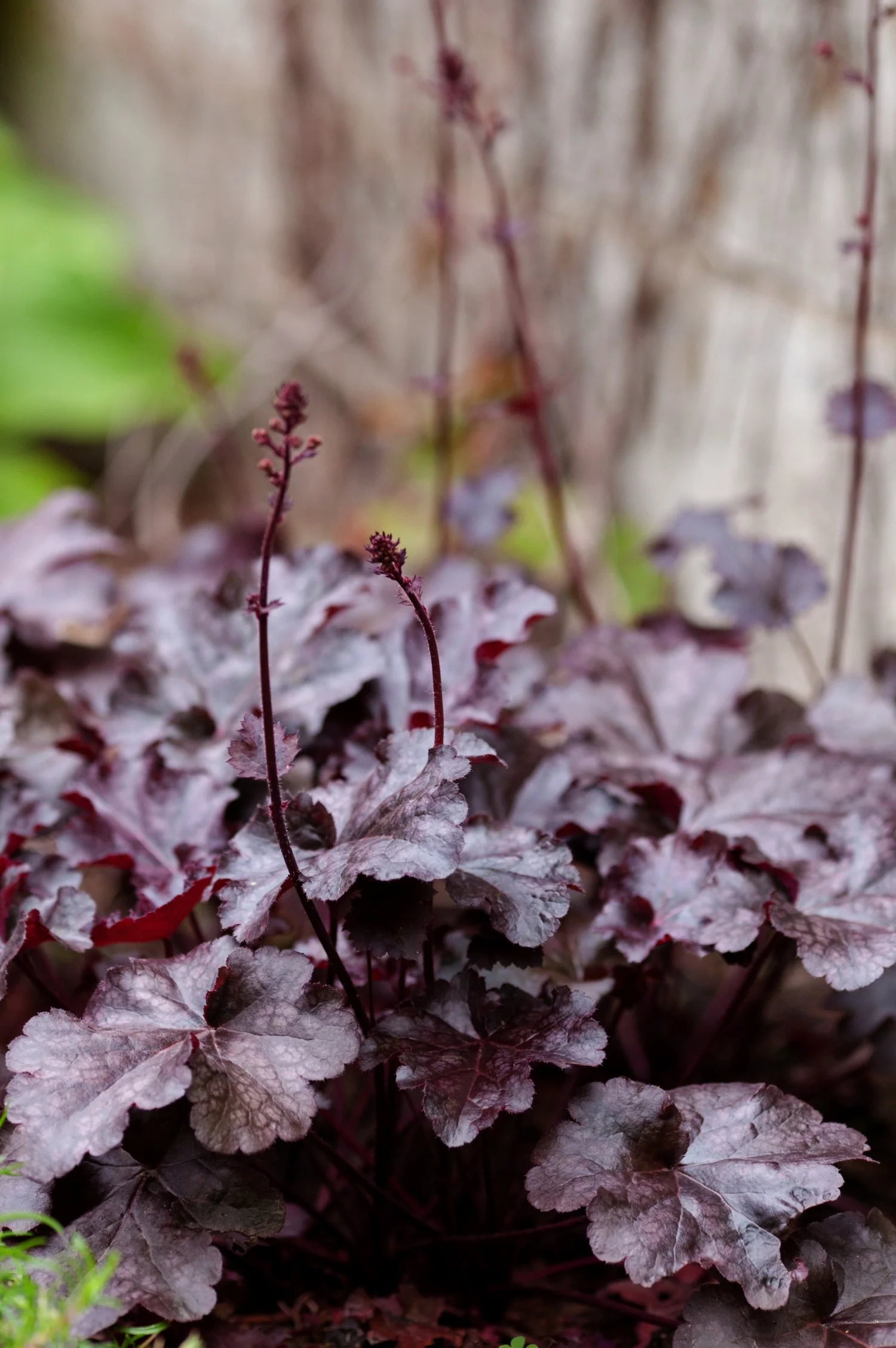 Heuchera hybrid 'Berry Marmalade'
