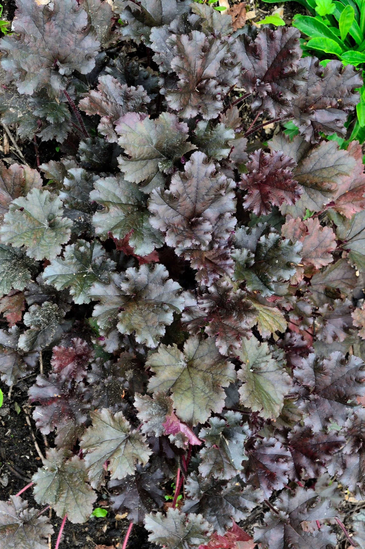 Heuchera hybride 'Dark Secret'