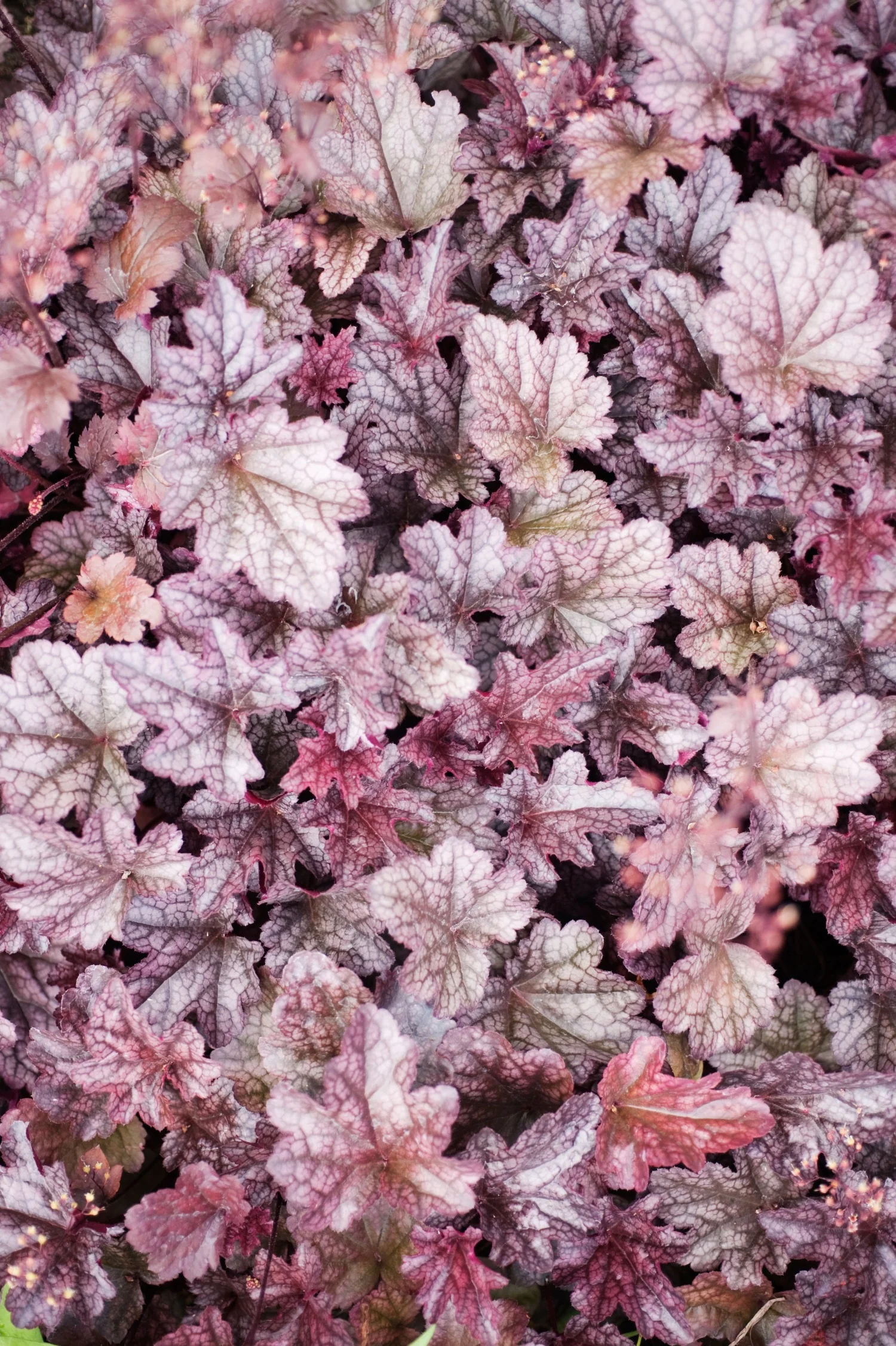 Heuchera 'Plum Pudding'