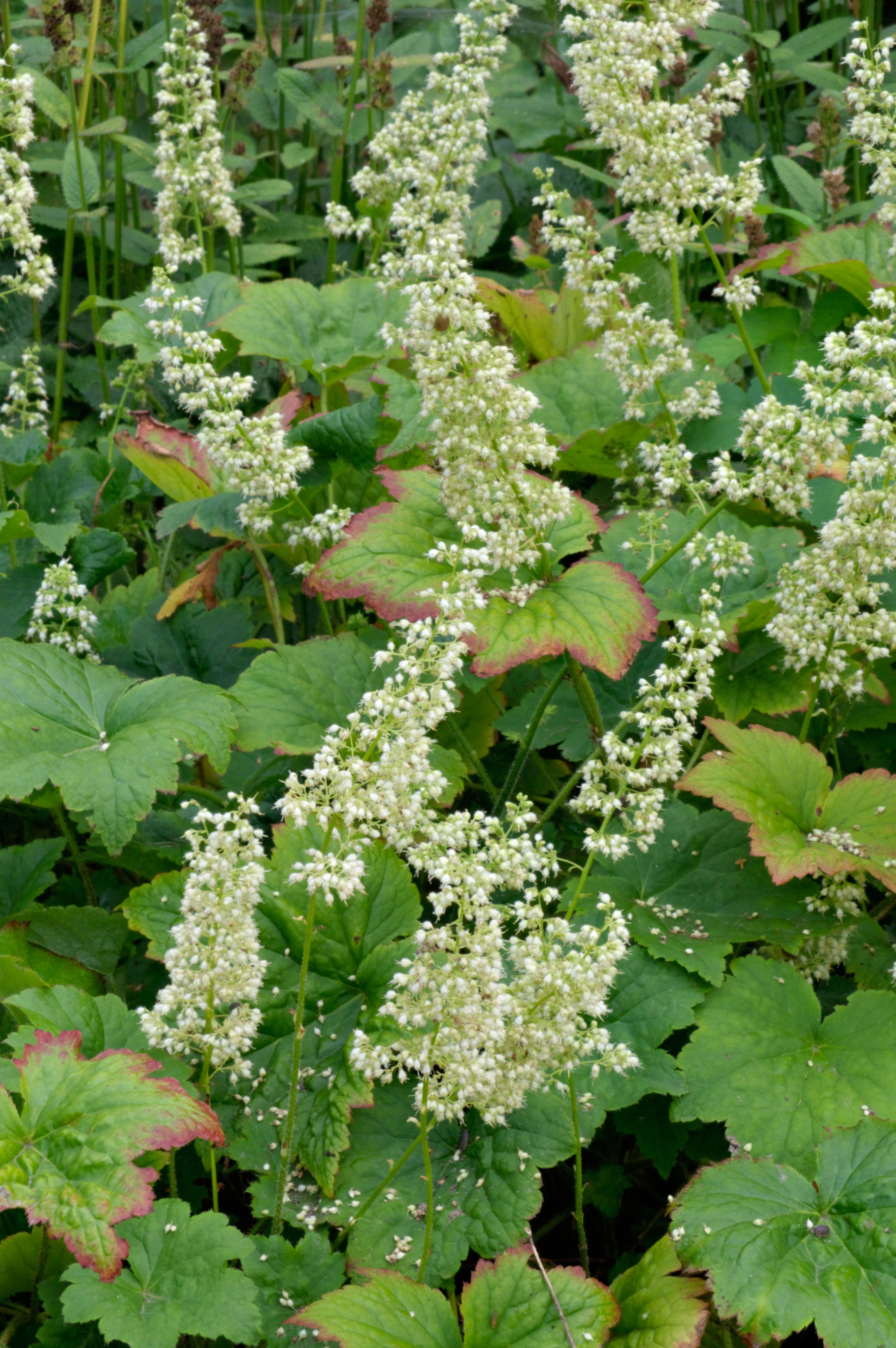 Heuchera villosa 'Chantilly'