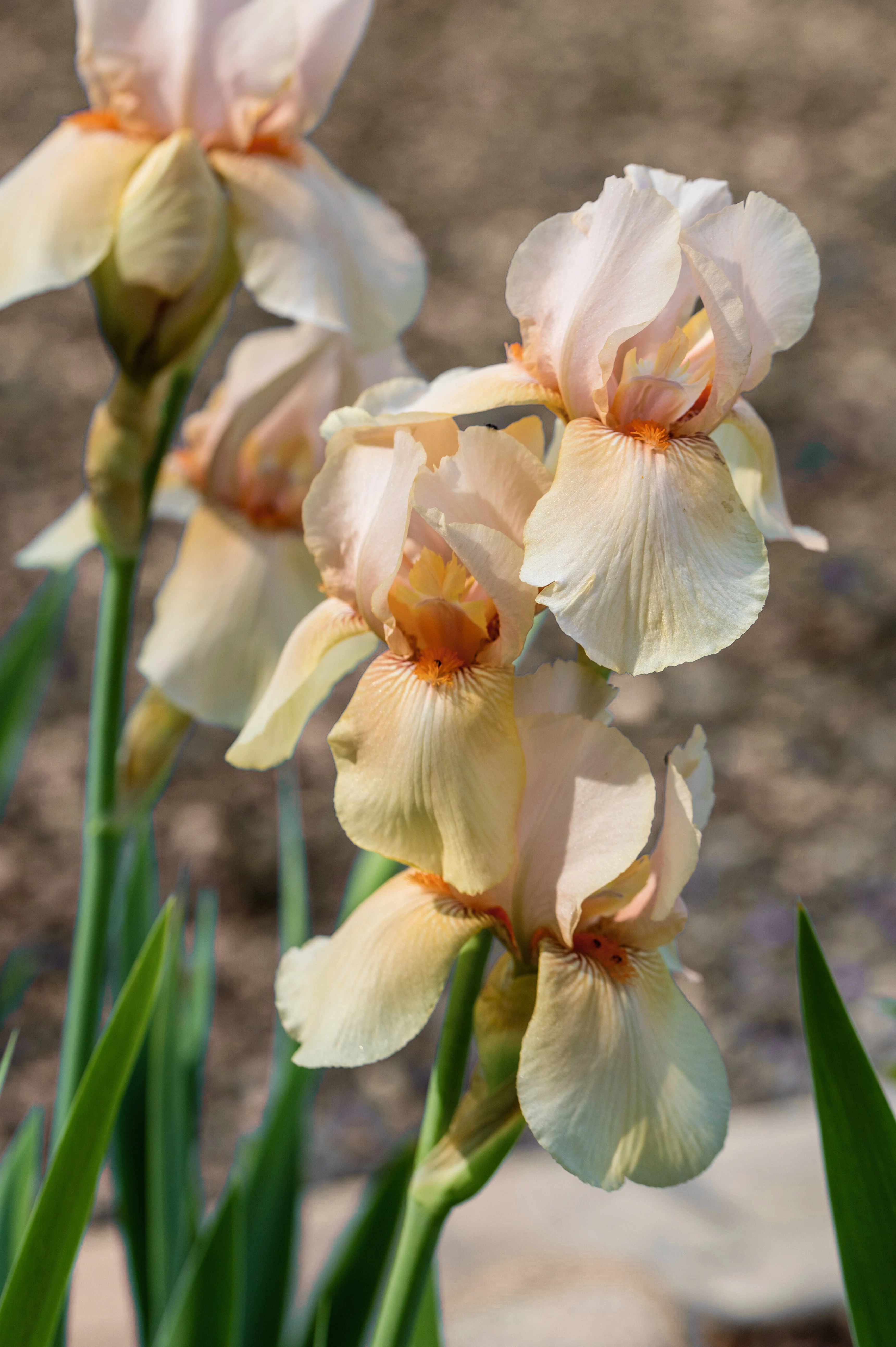 Iris 'Country Dance'